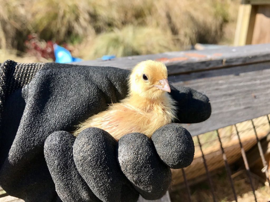 Tiny yellow chick in black-gloved hand. Head turned towards camera. 