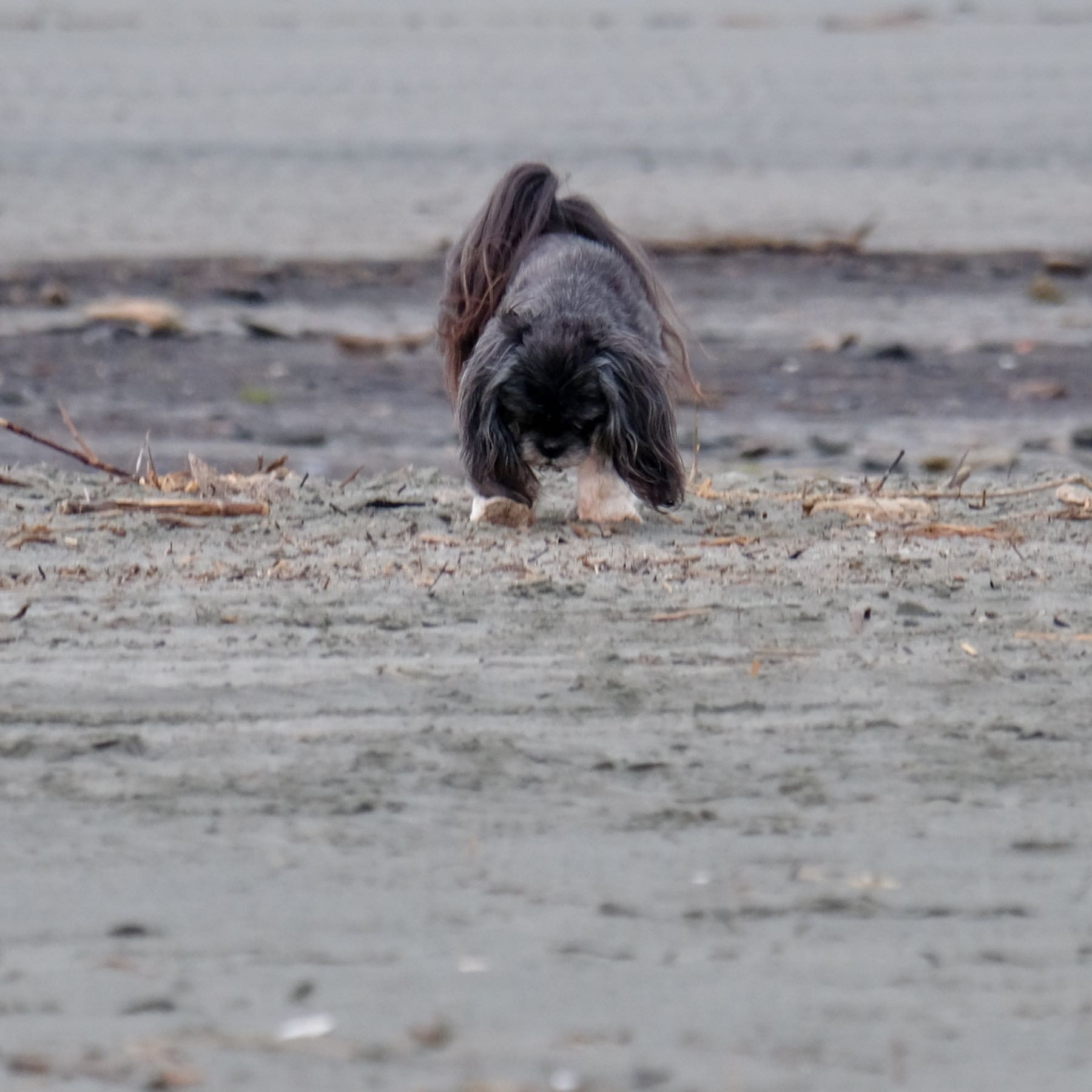 Small black dog looking down at the sand. 