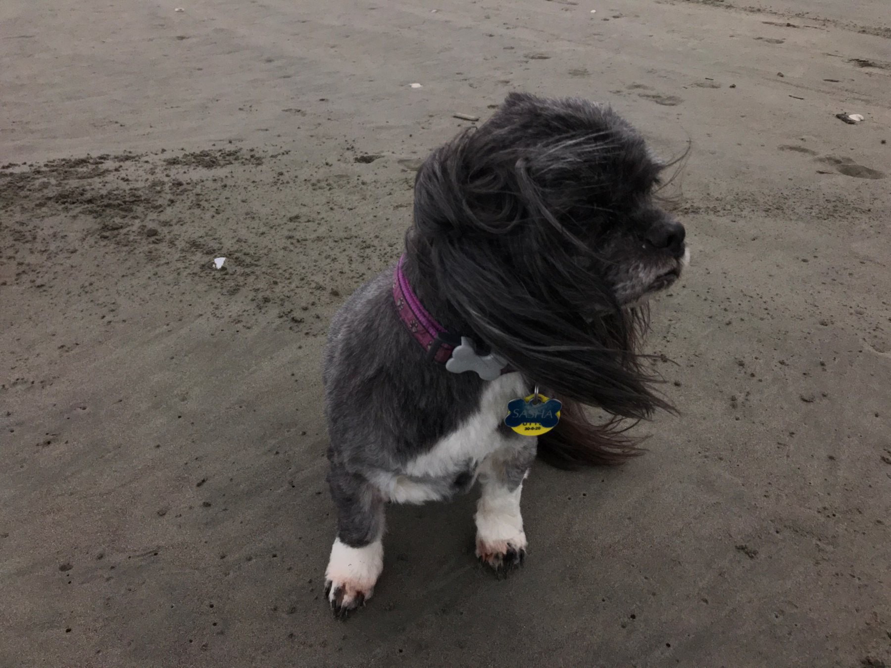 Small black dog on a dark sand beach. 