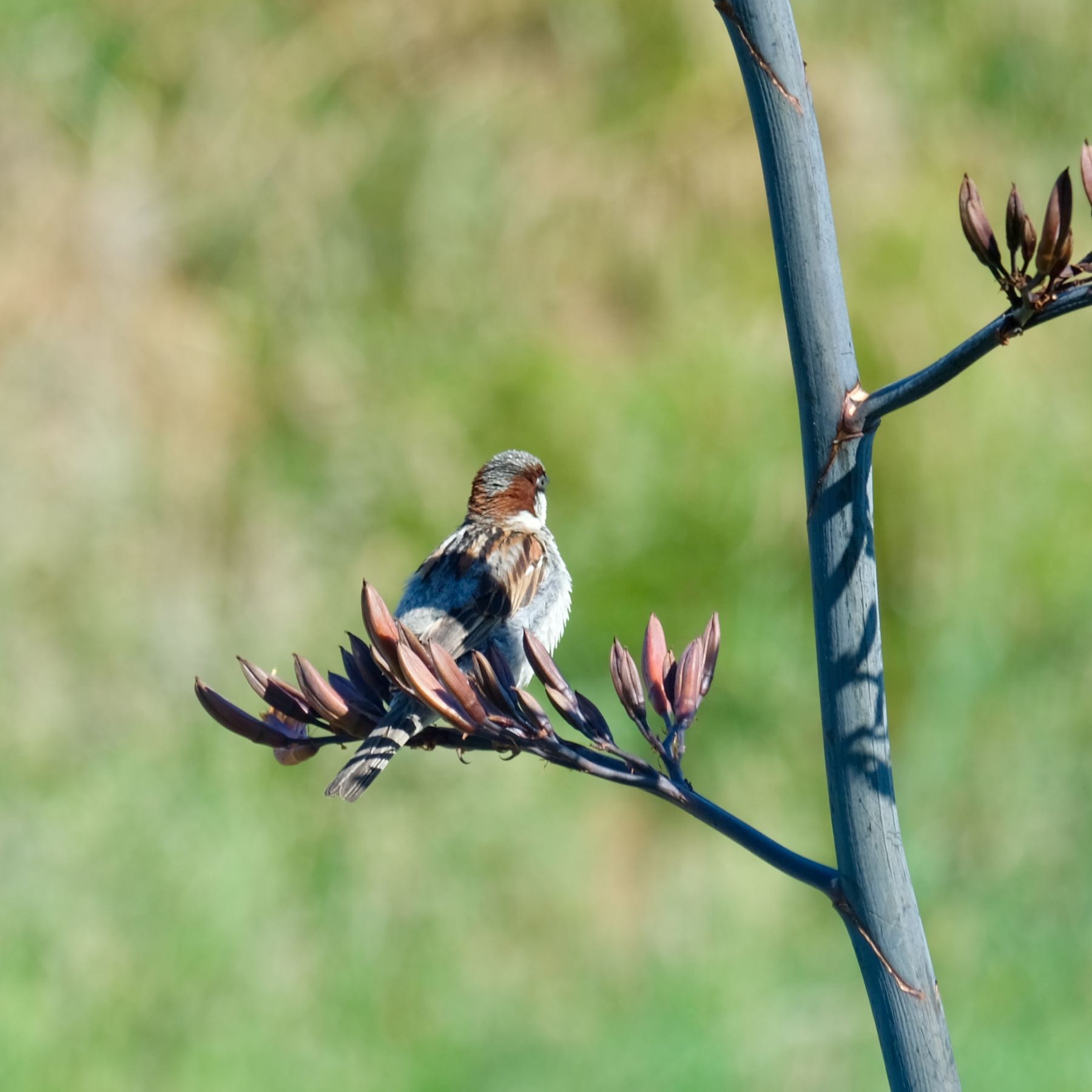 Sparrow sitting on a flax flower, turned away from the camera. 