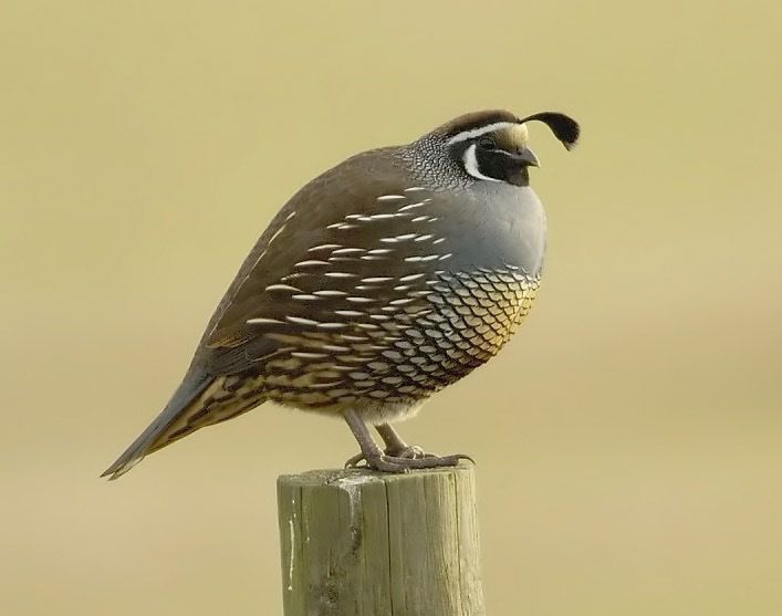 California quail. 