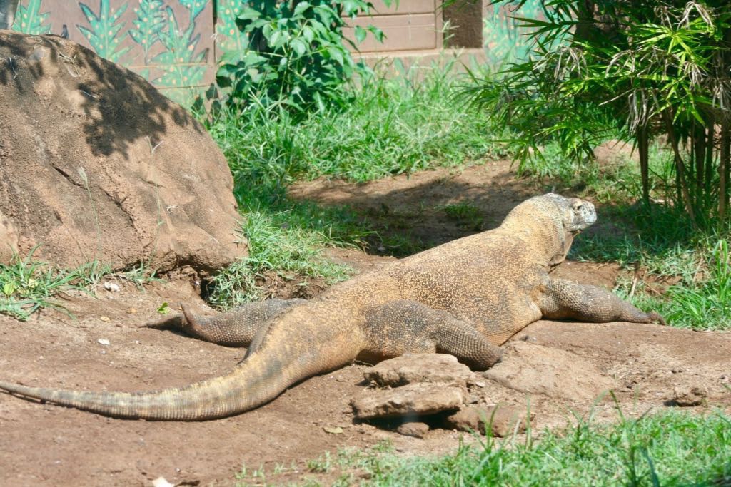 Komodo Dragon moving away. One leg is missing a foot. 