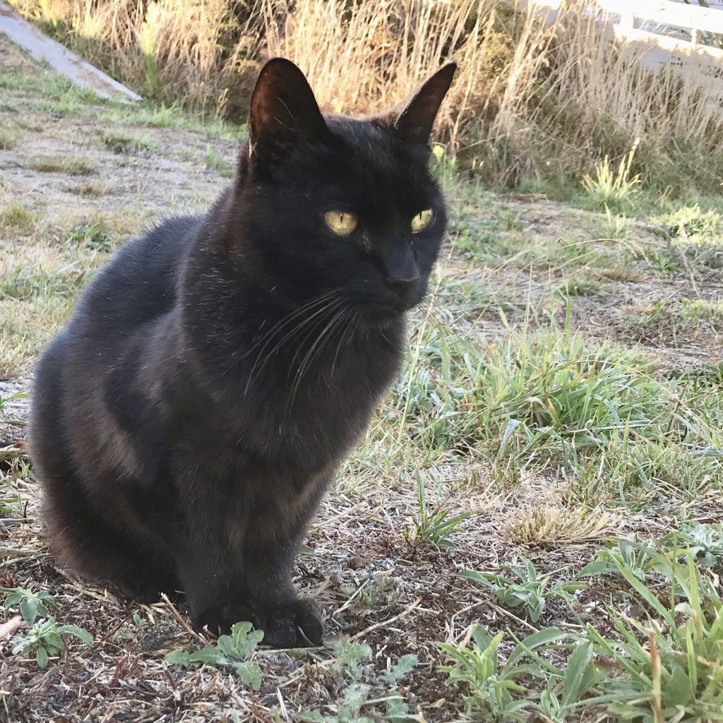 Black cat with yellow eyes sitting on the grass. 