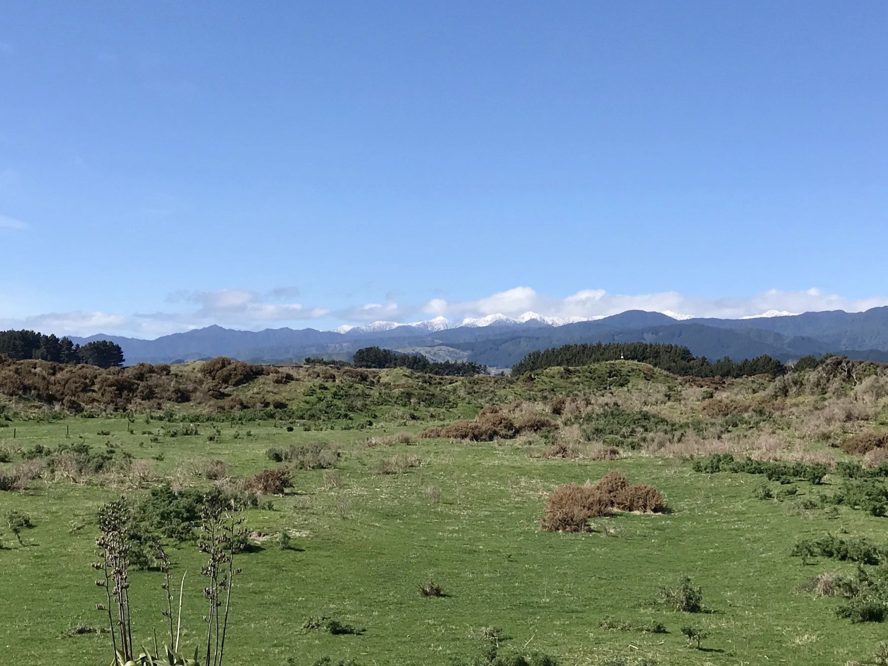 Green paddock, blue sky and distant hills with a few snowy peaks.