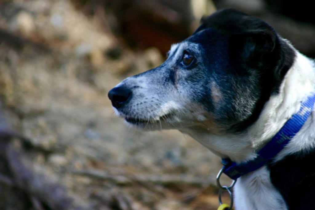 Elderly black and white fox terrier, side on to the camera.