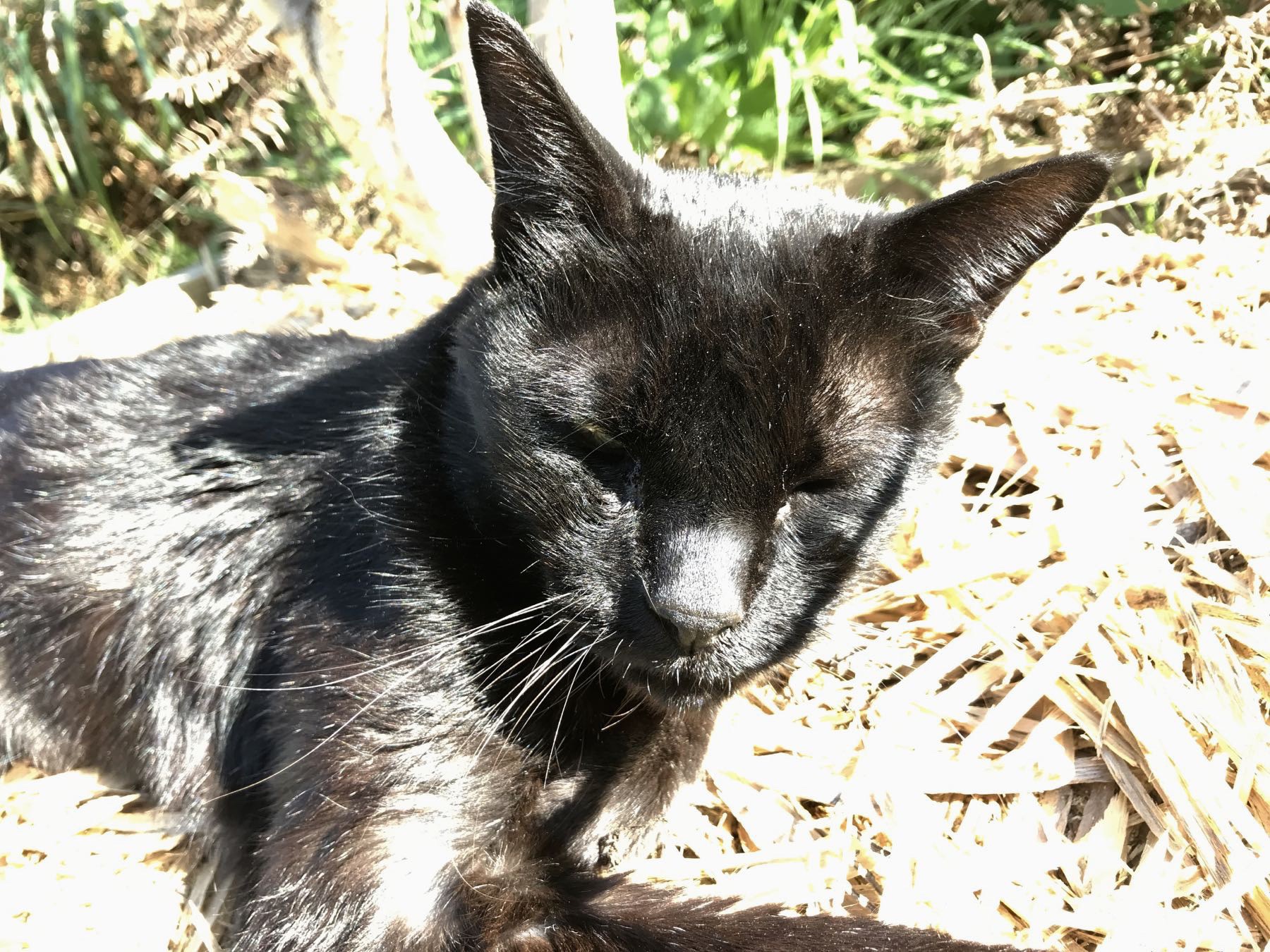 Black cat on mulch under a peach tree, closeup. 