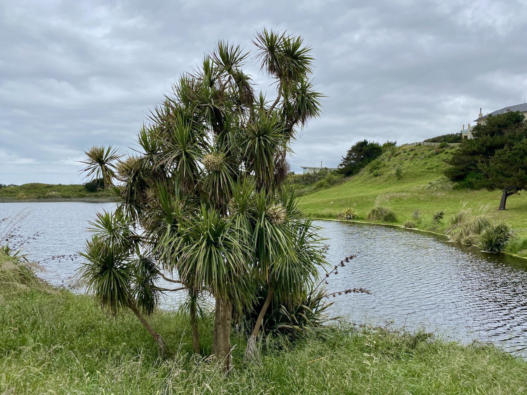 Cabbage tree in bloom. 