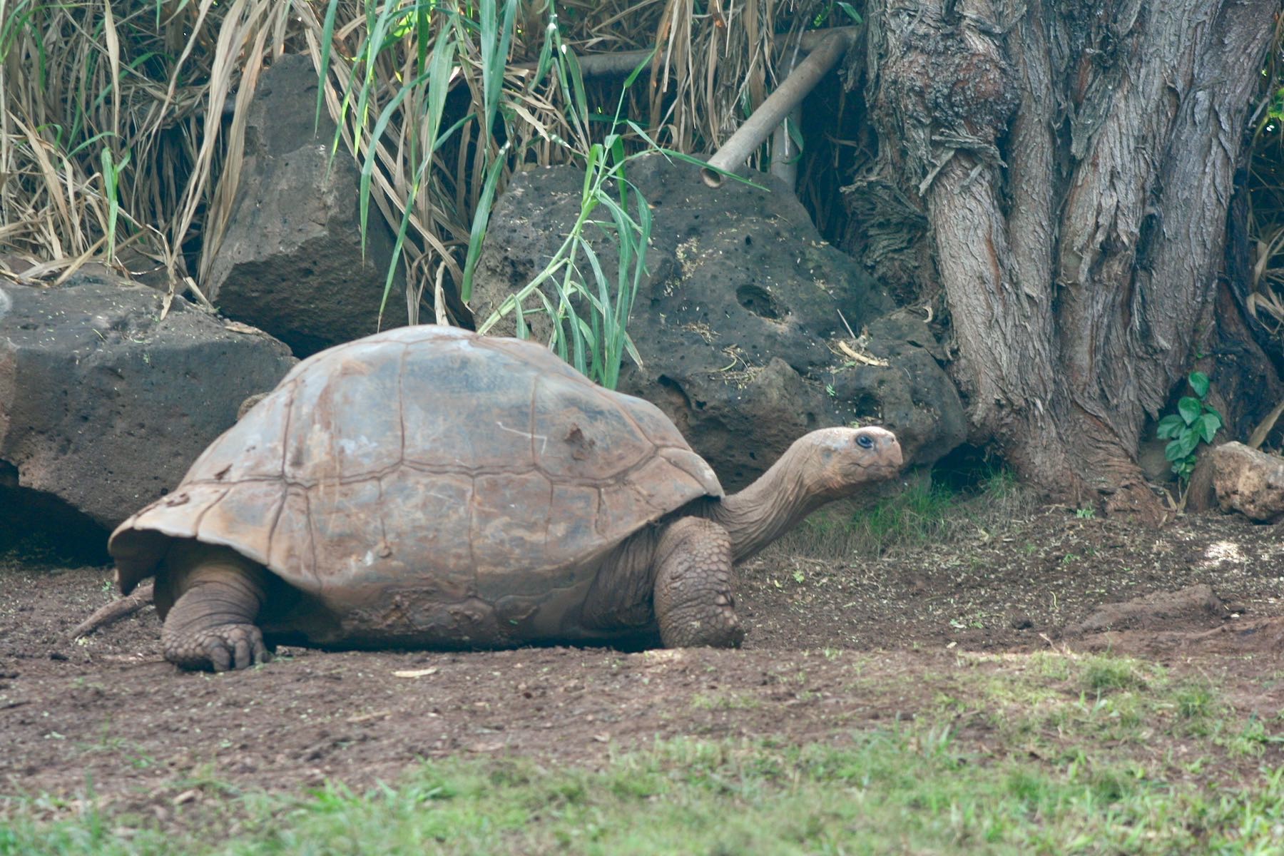 Giant Galapagos Tortoise. 