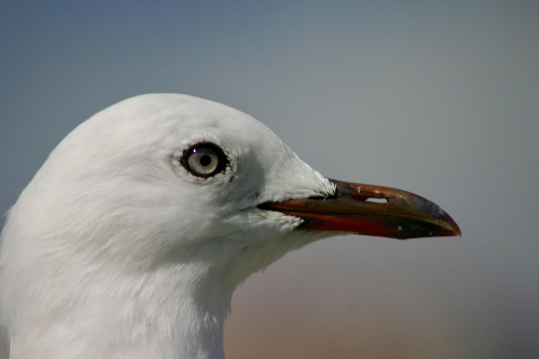 Closeup of a gull’s head, facing right. 