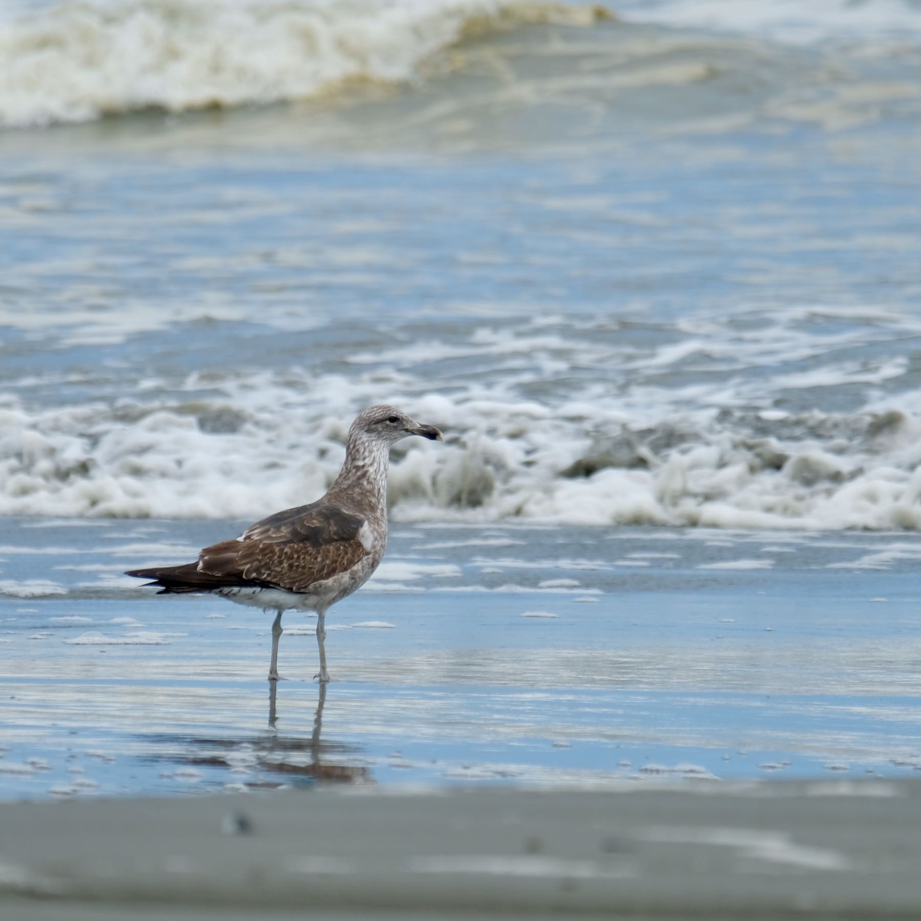 A single brown and spotted gull at the water’s edge on the beach. 