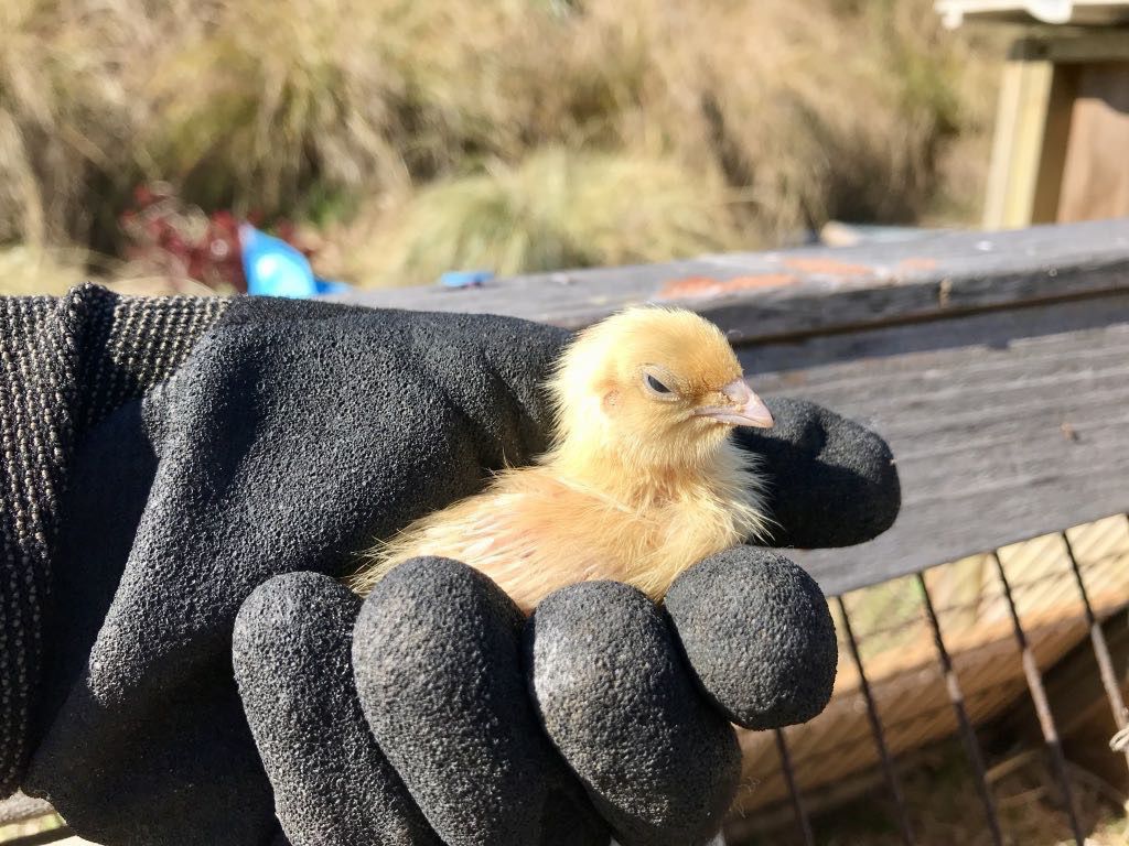 Tiny yellow chick in black-gloved hand. The chick looks unamused. 