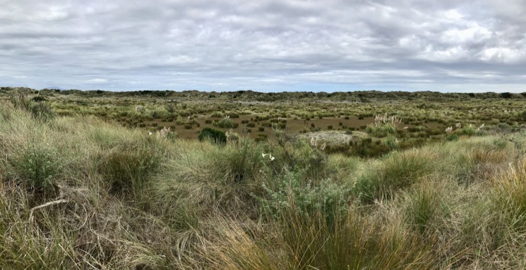 Sandy flat with low grasses. 