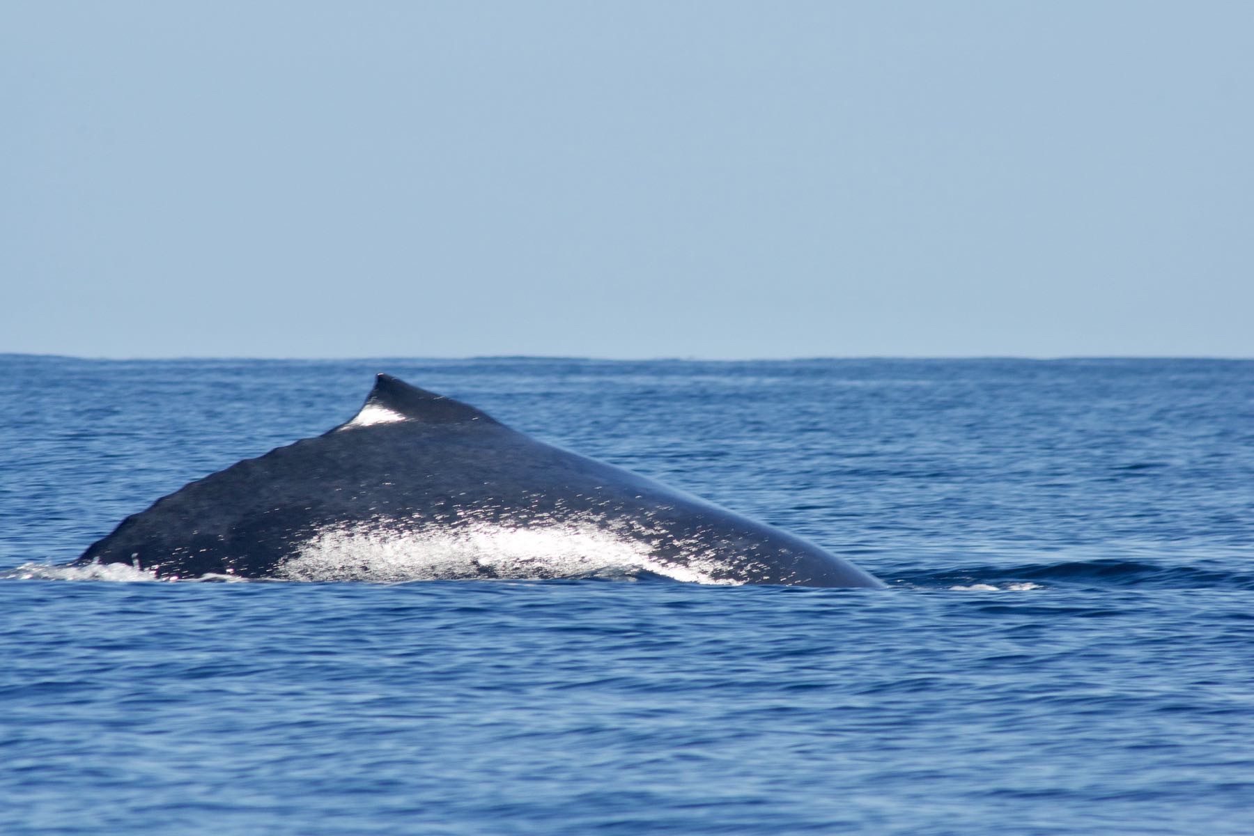 Part of a humpback whale above water beside the boat.