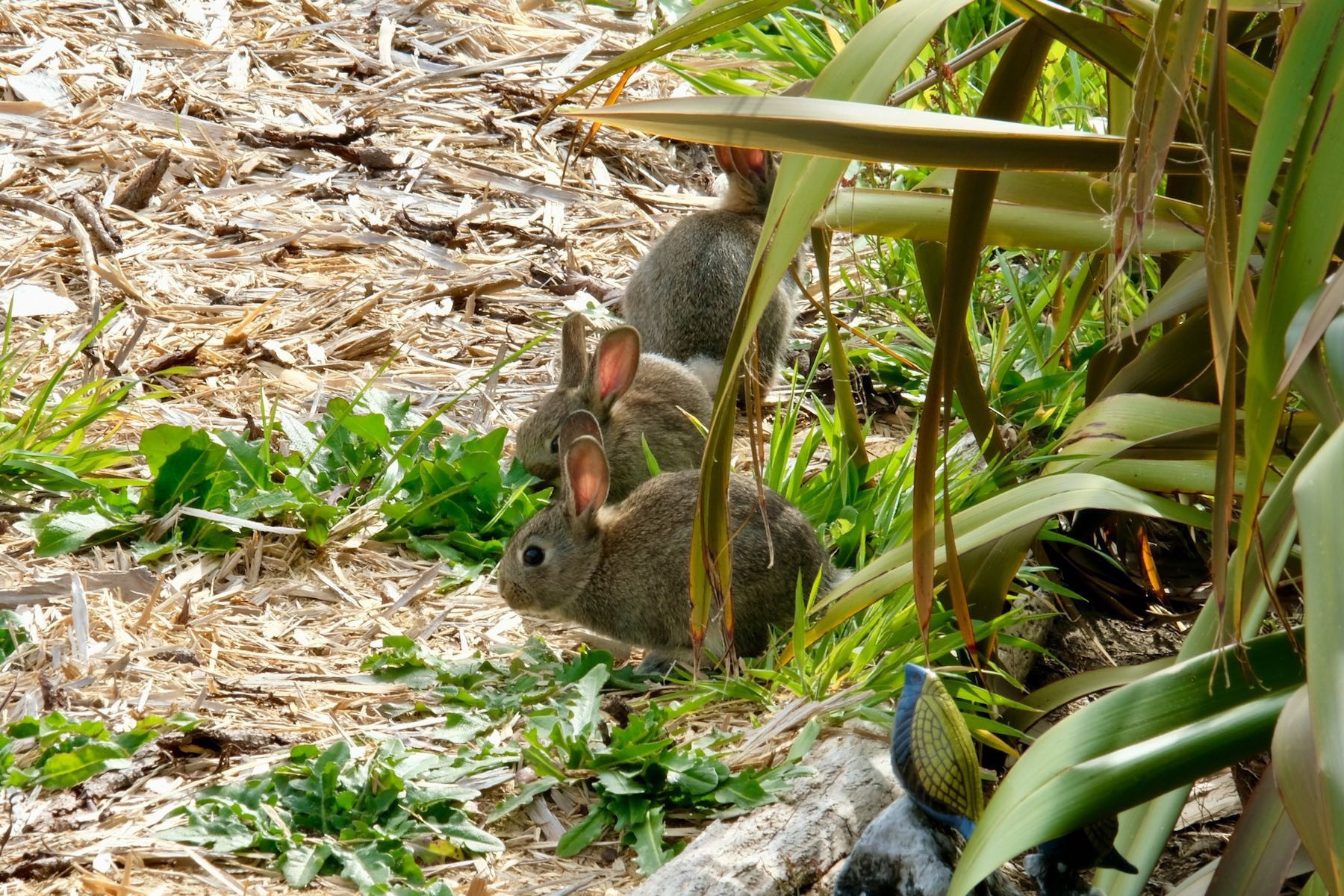 3 tiny rabbits in a row. 