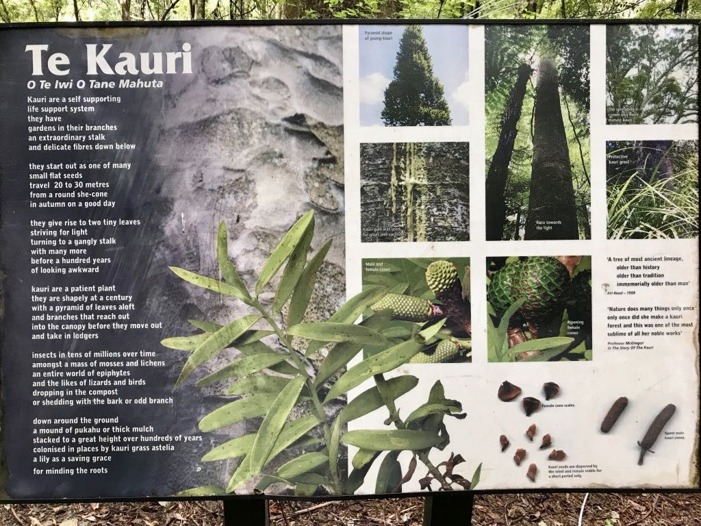 Information board about the life of a kauri tree. 