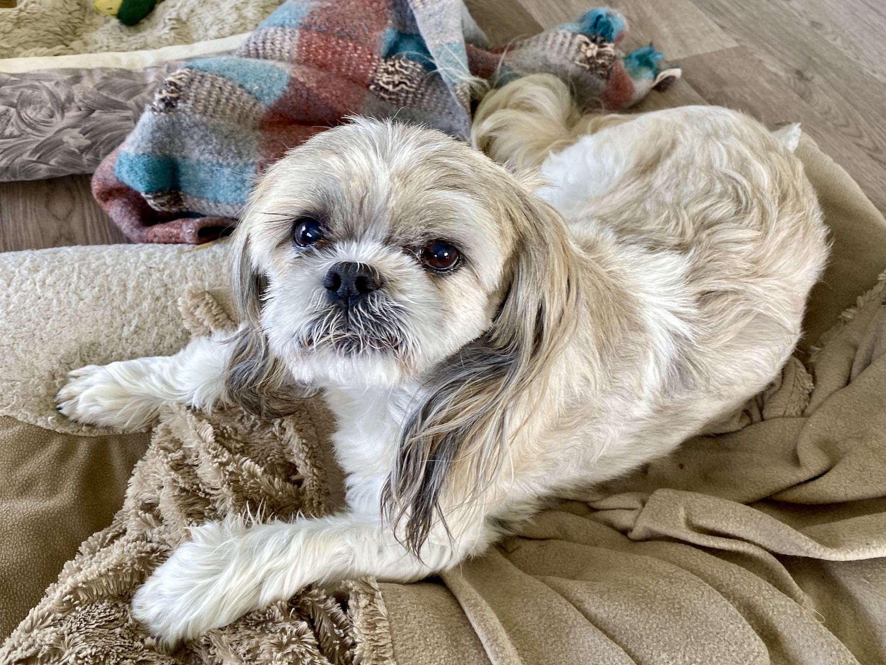 Nearly 13 year old dog whose coat is primarily off-white with some very pale tan. 