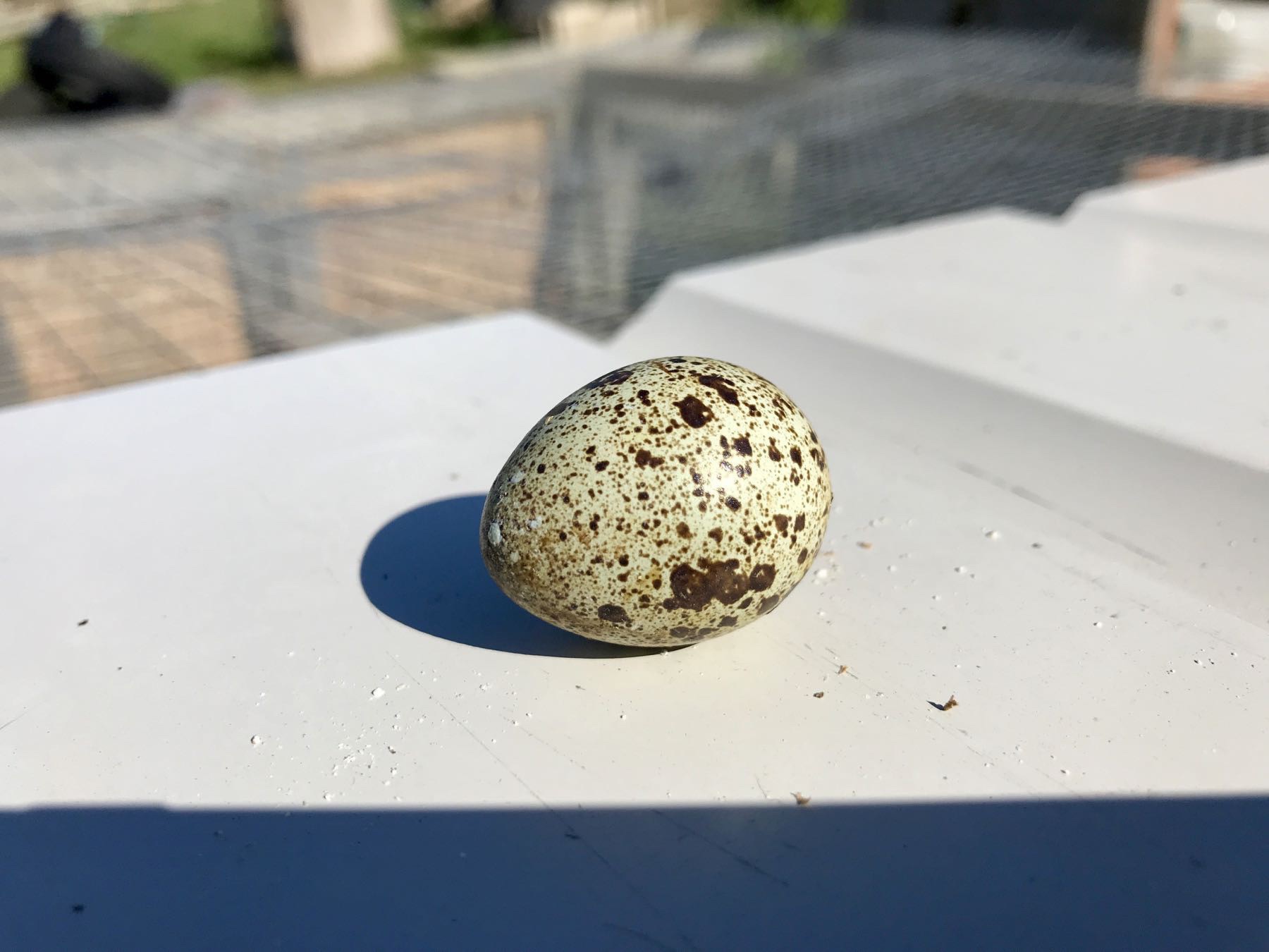 Quail egg. 