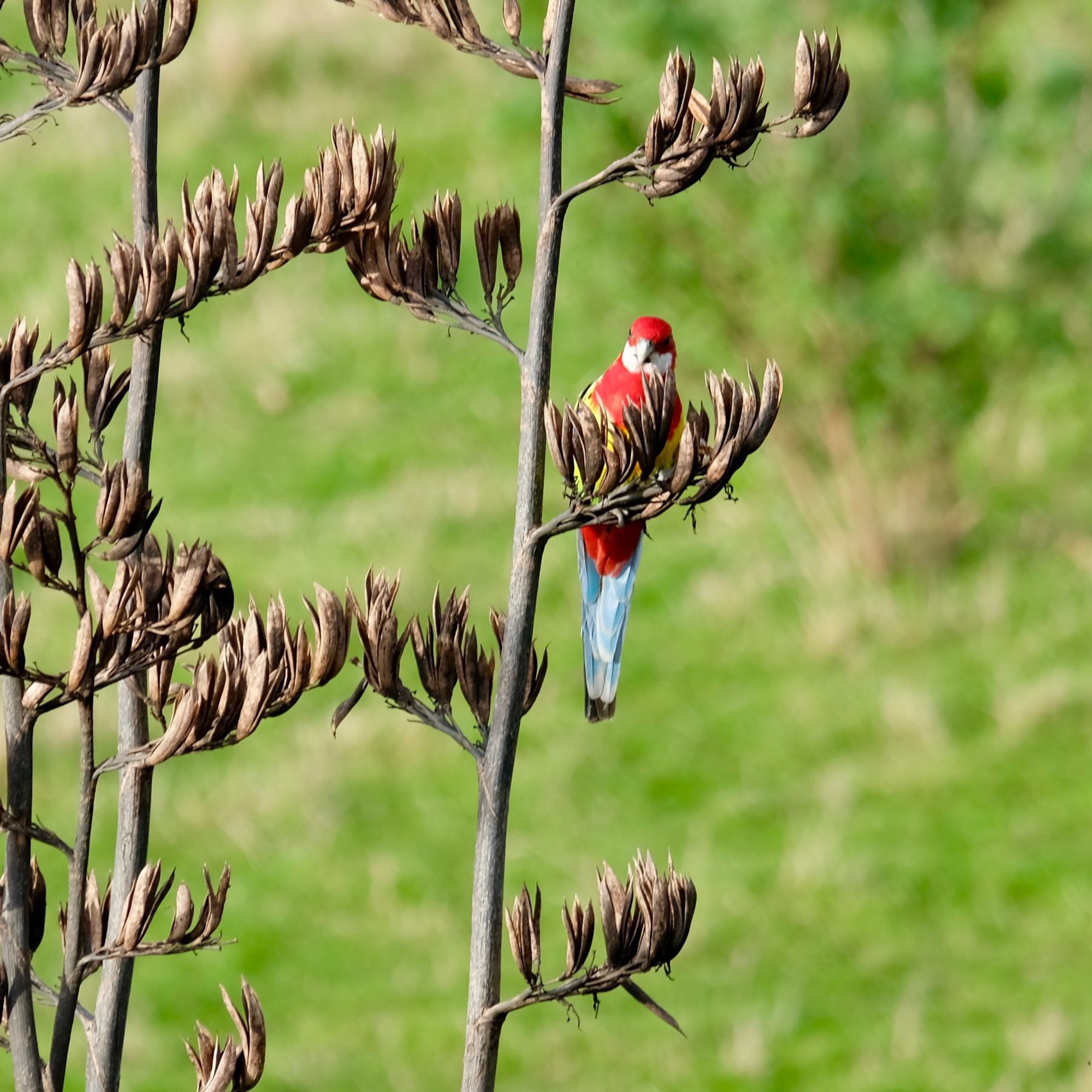 Eastern Rosella on a flax spear. 