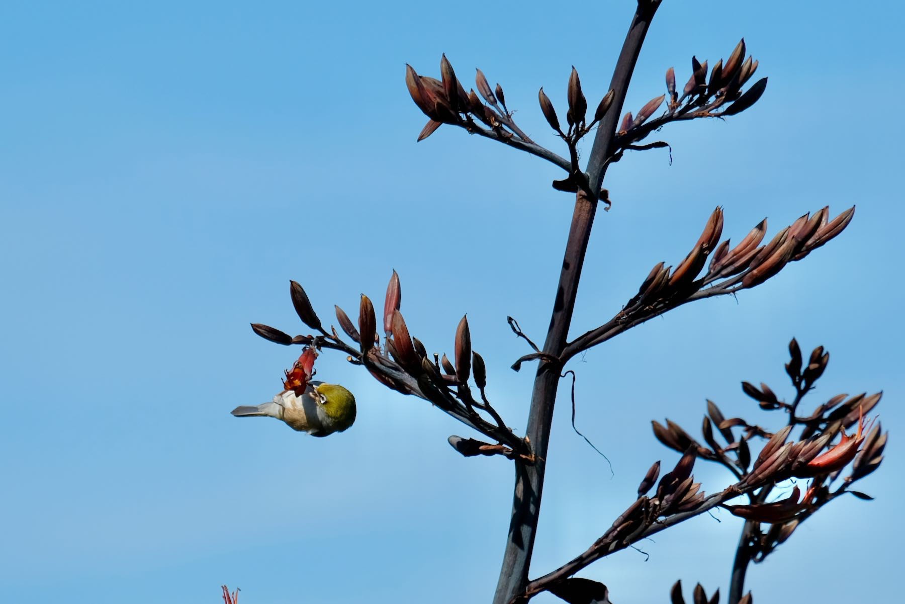 Tiny greenish bird hanging upside down while feeding from a flower. 