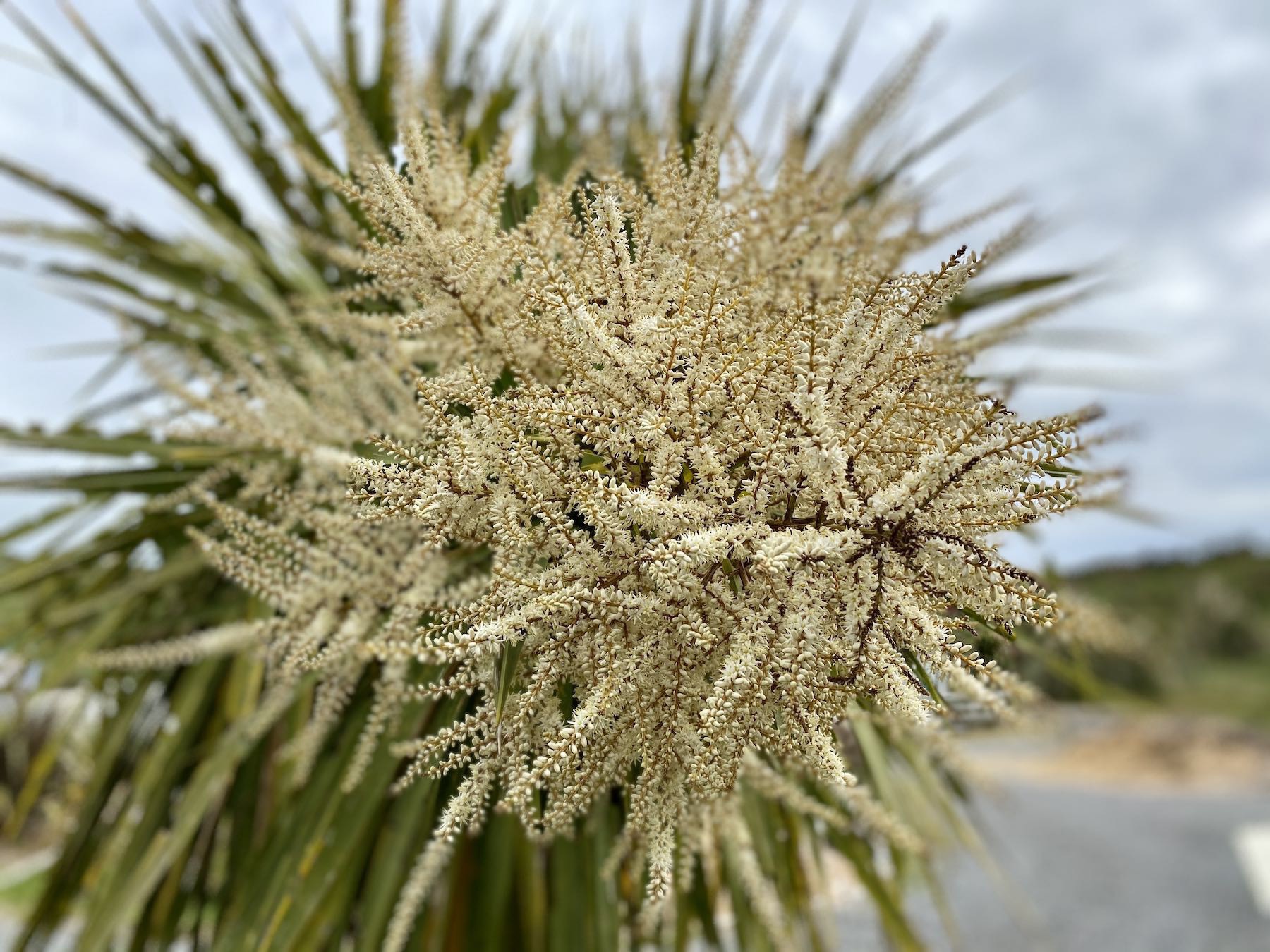 The cream coloured panicles of cabbage trees, with bees if you look closely enough. 