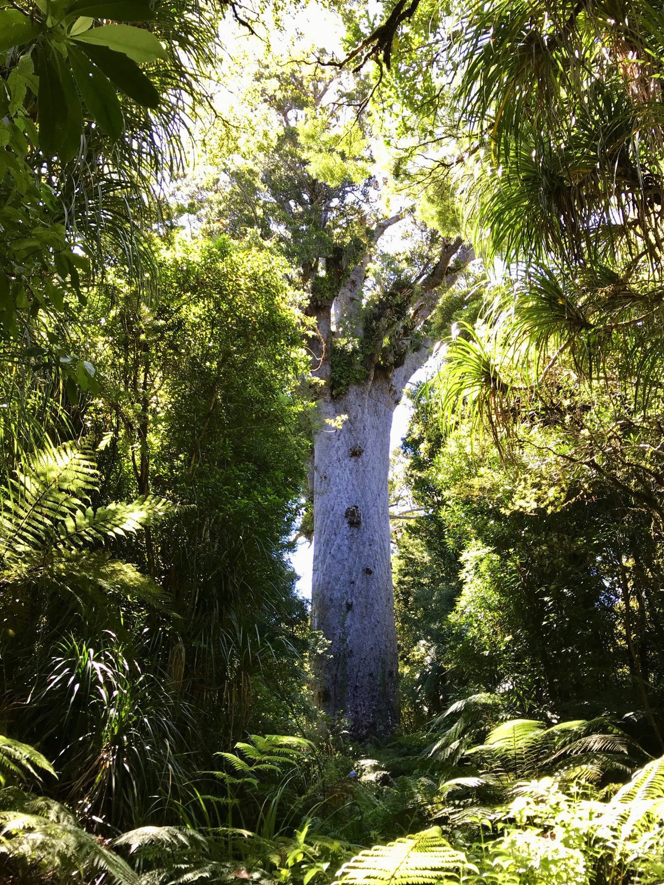 Tāne Mahuta in 2019. 