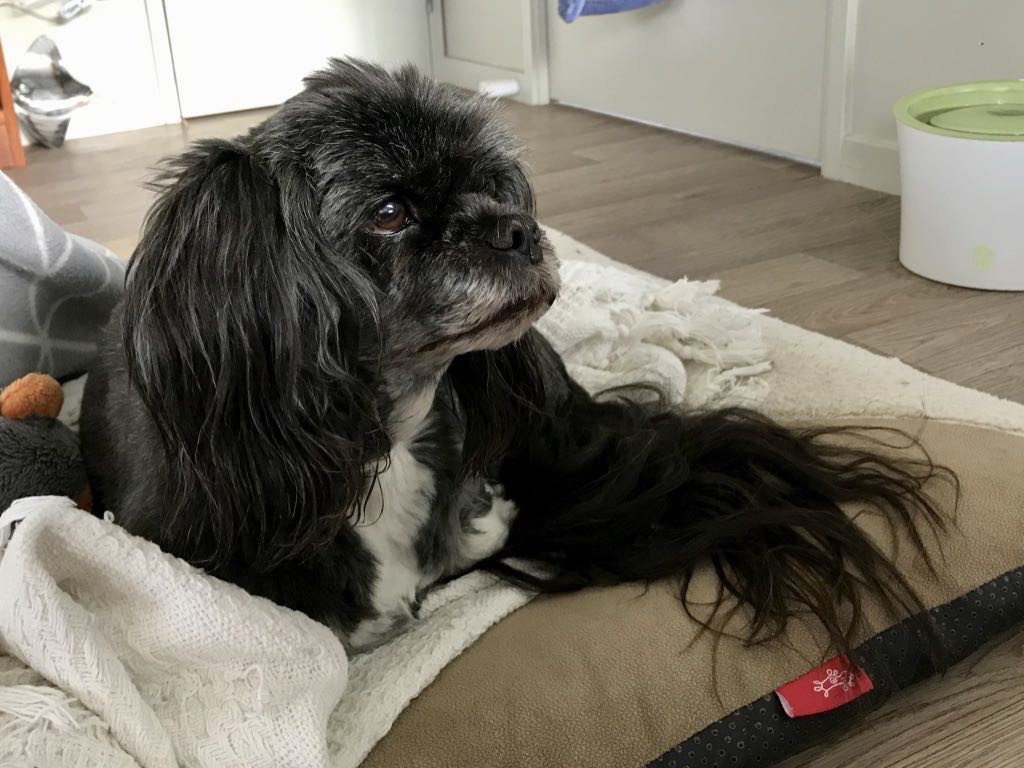 Small black dog on a rug on the floor. 