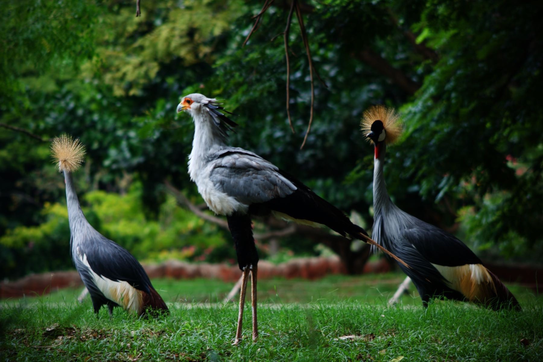 Secretary bird and Crowned Cranes. 