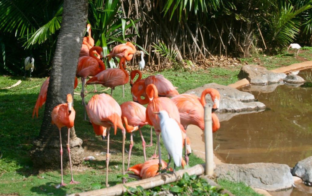 Pink flamingos. 