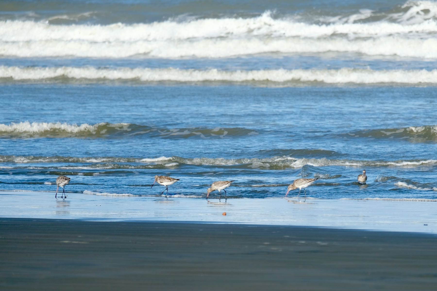 5 godwits at the edge of the sea, with water lapping round their legs. 