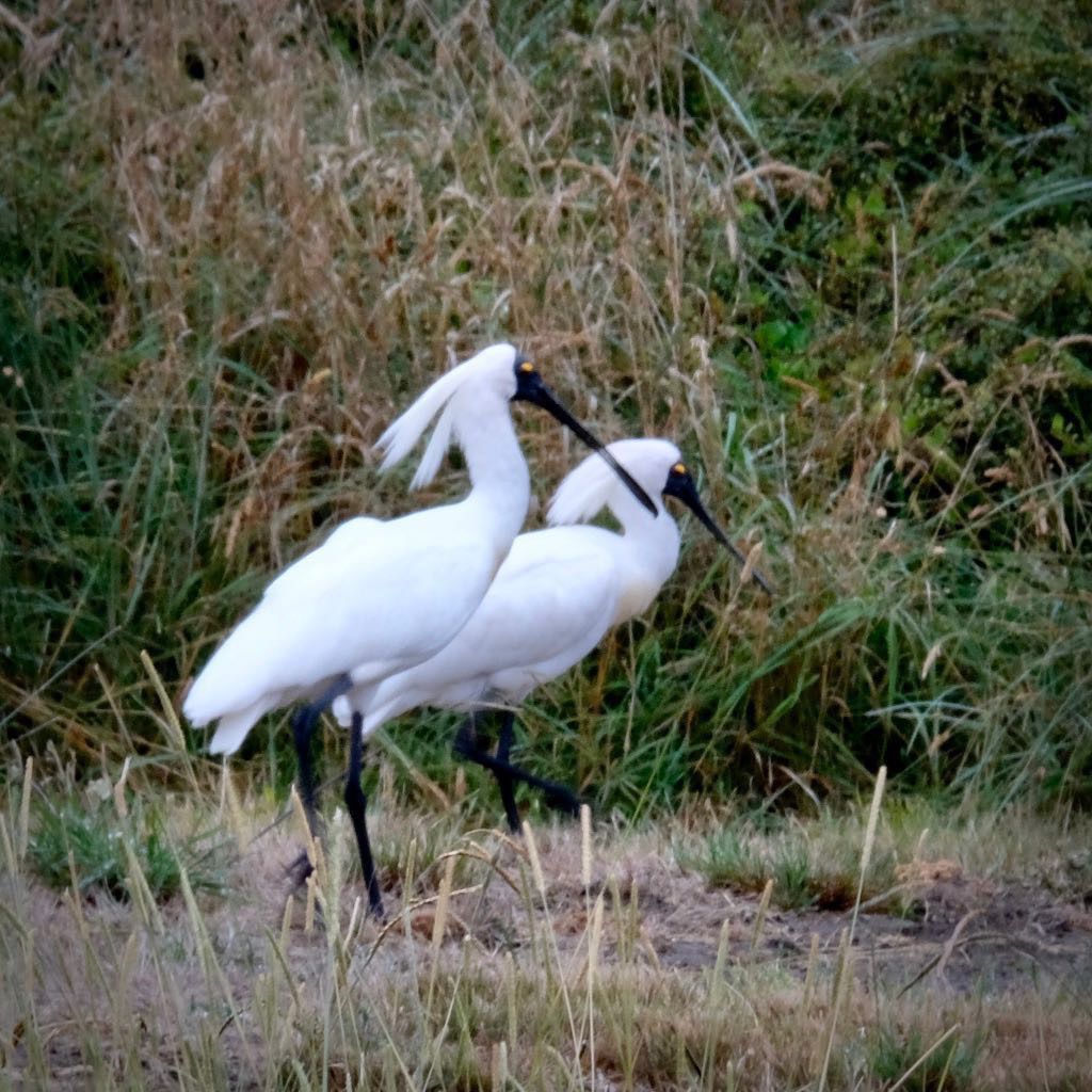 2 white birds: kōtuku ngutupapa, Spoonbills. 