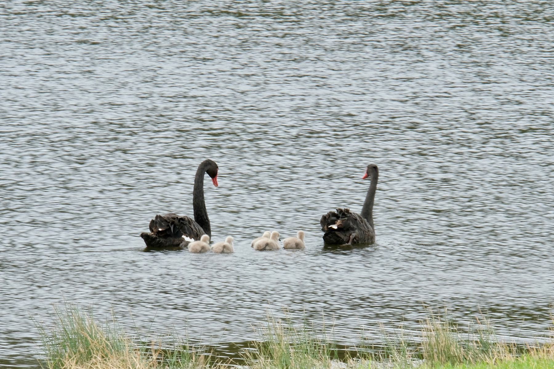 Adult swans on the lake with 5 babies between them. 