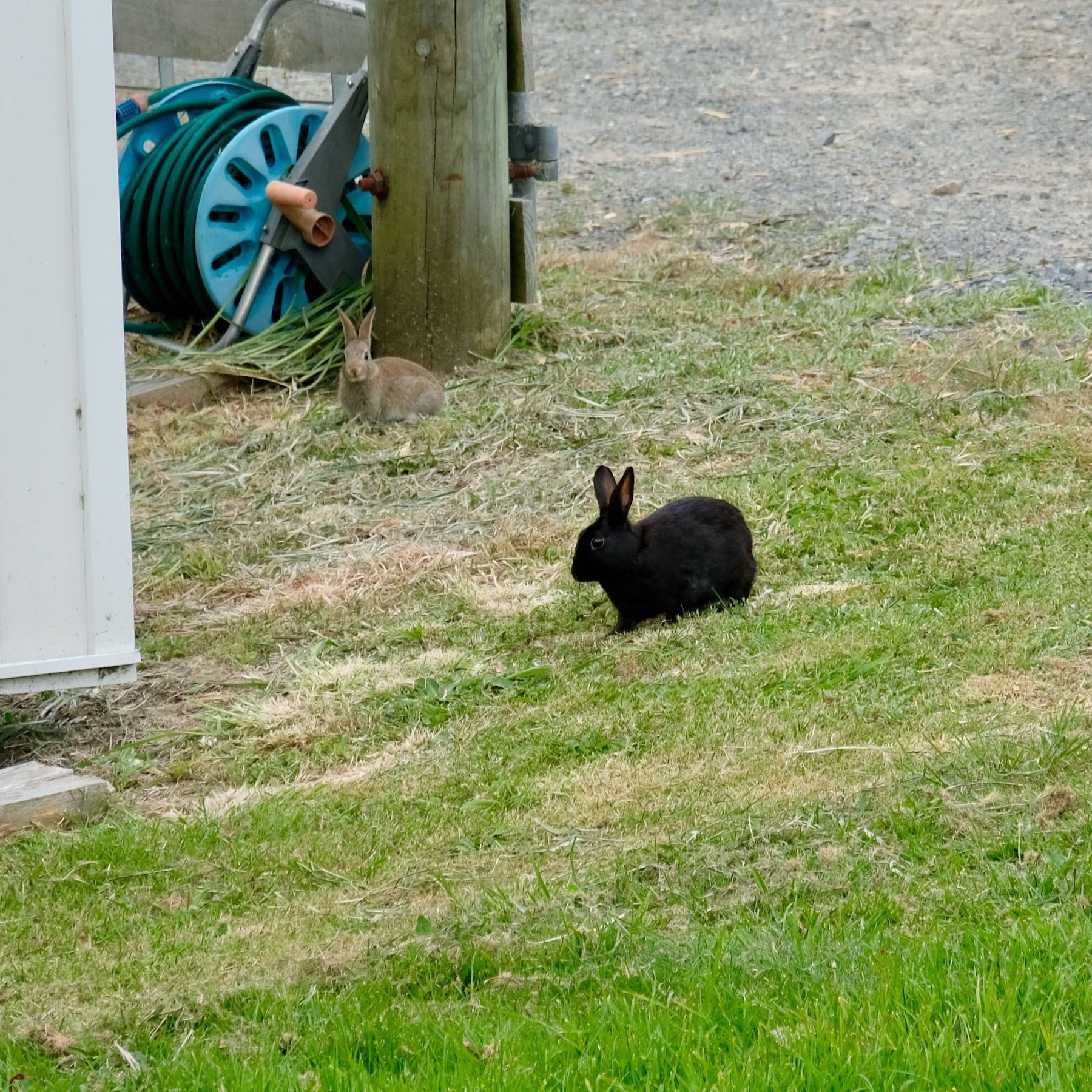 Brown baby rabbit and adult black rabbit sitting near one another on the grass. 