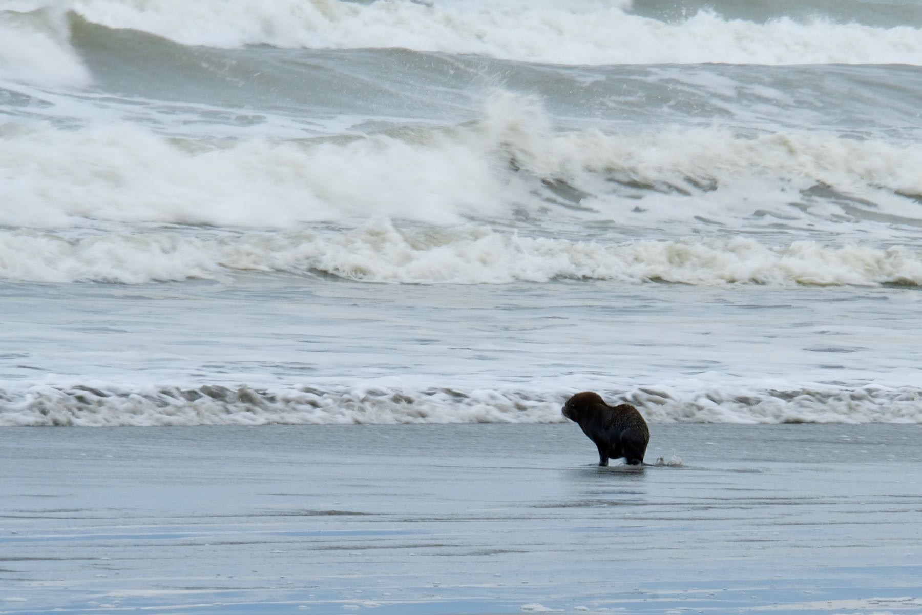 Seal pup about to plunge into the waves. 