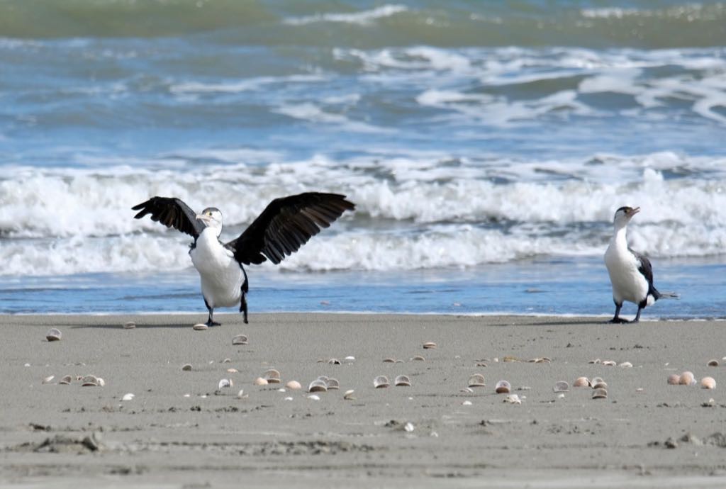 2 Pied shags at the water’s edge, facing the camera, one with wings outstretched and seeming to move towards the camera. 