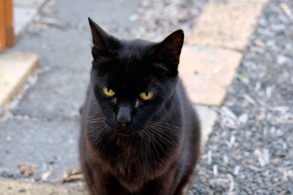 Black cat sitting on bricks facing the camera.