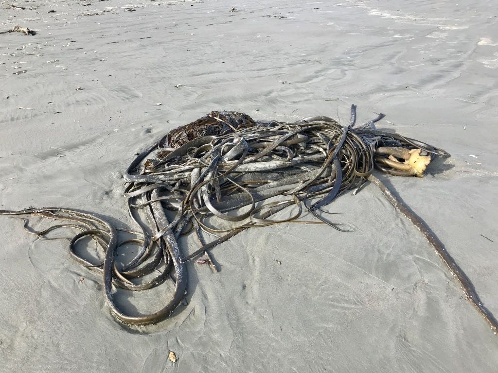 A clump of seaweed on the beach. 