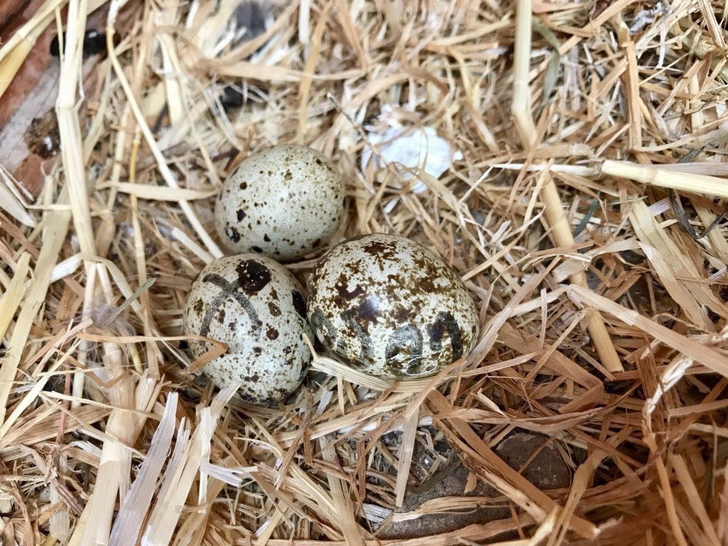 3 intsact quail eggs.