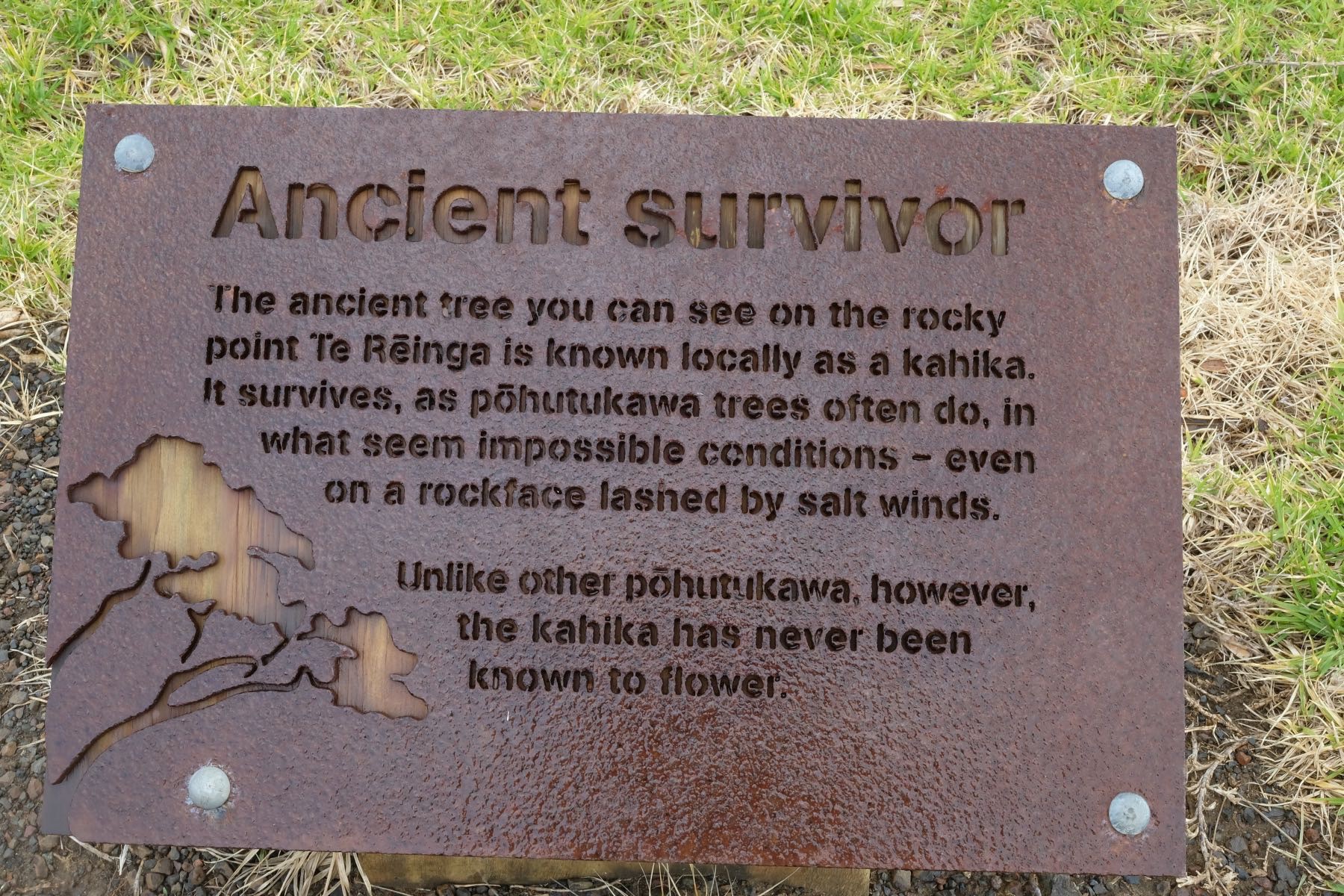 Information about the sacred pohutukawa tree.