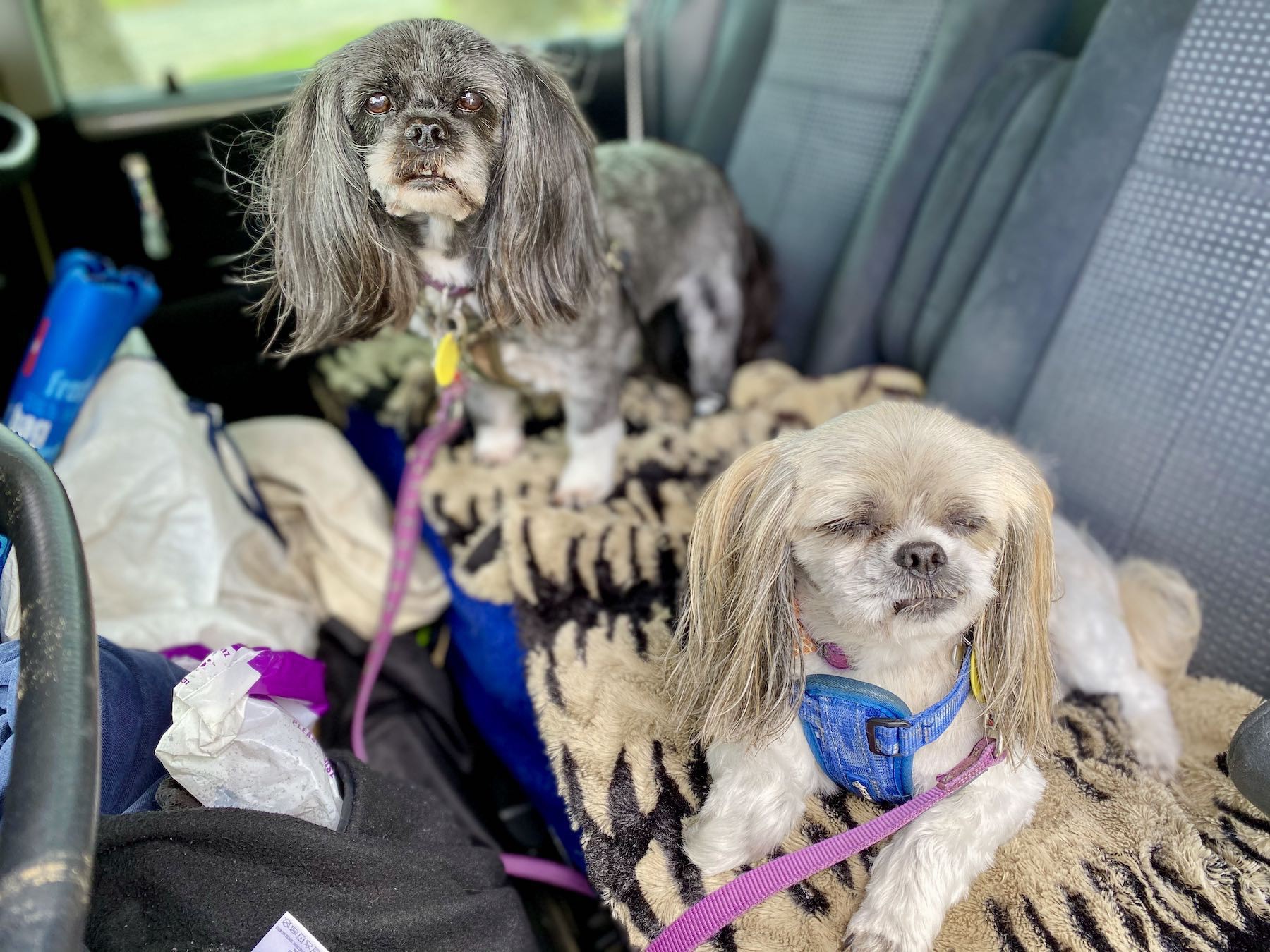 Two trim and tidy dogs in a car.