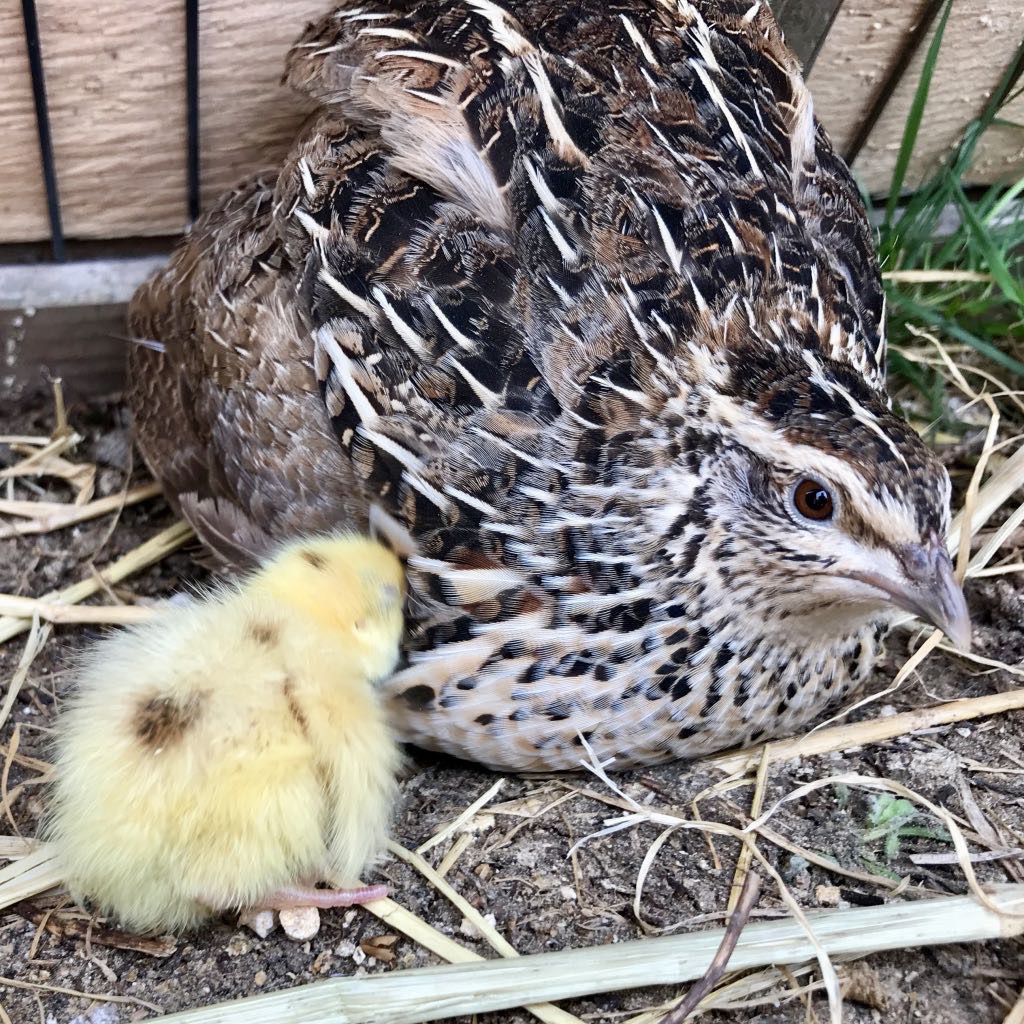 1 day old quail chick, Glee with her superb mother, the stripy Felicia. 