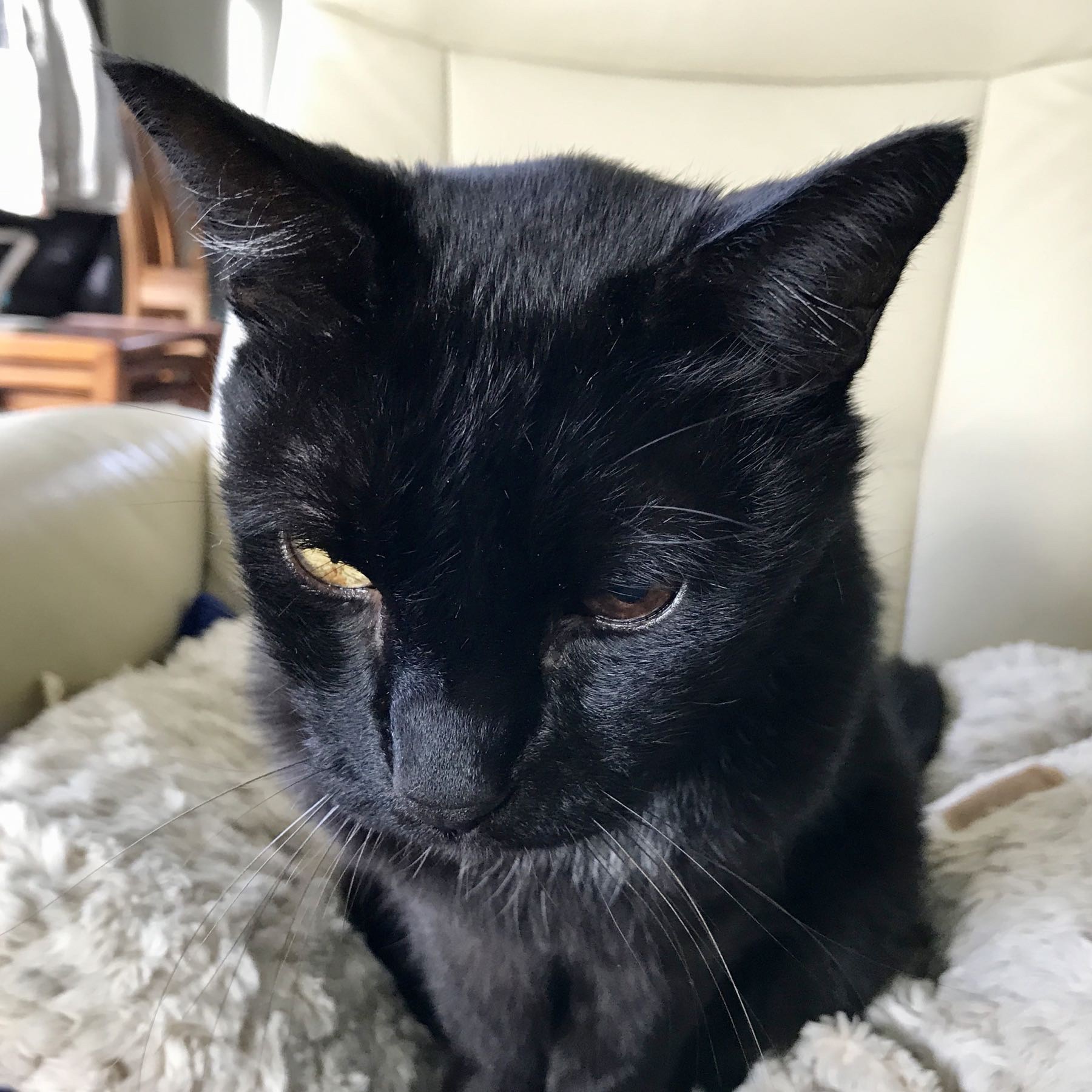 Black cat sitting on a comfy chair. 