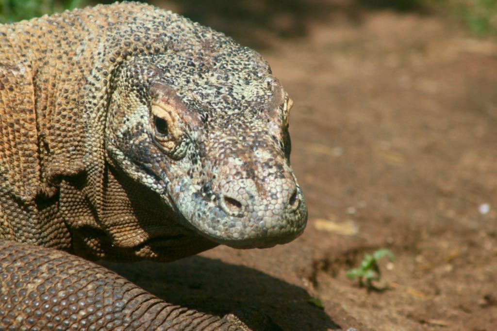 Komodo Dragon head - looking towards the camera. 