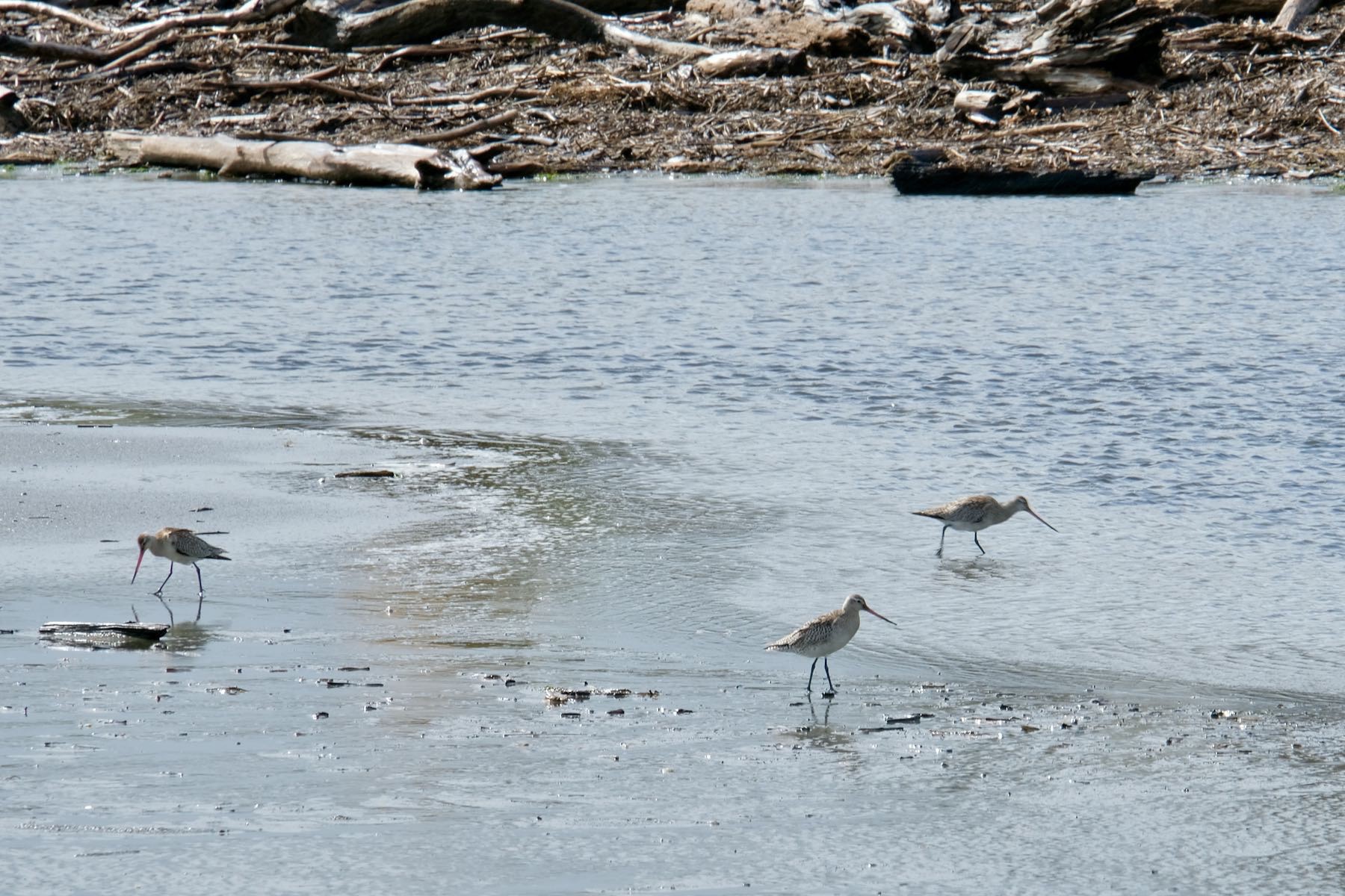 3 Kuaka feeding in shallow water. 