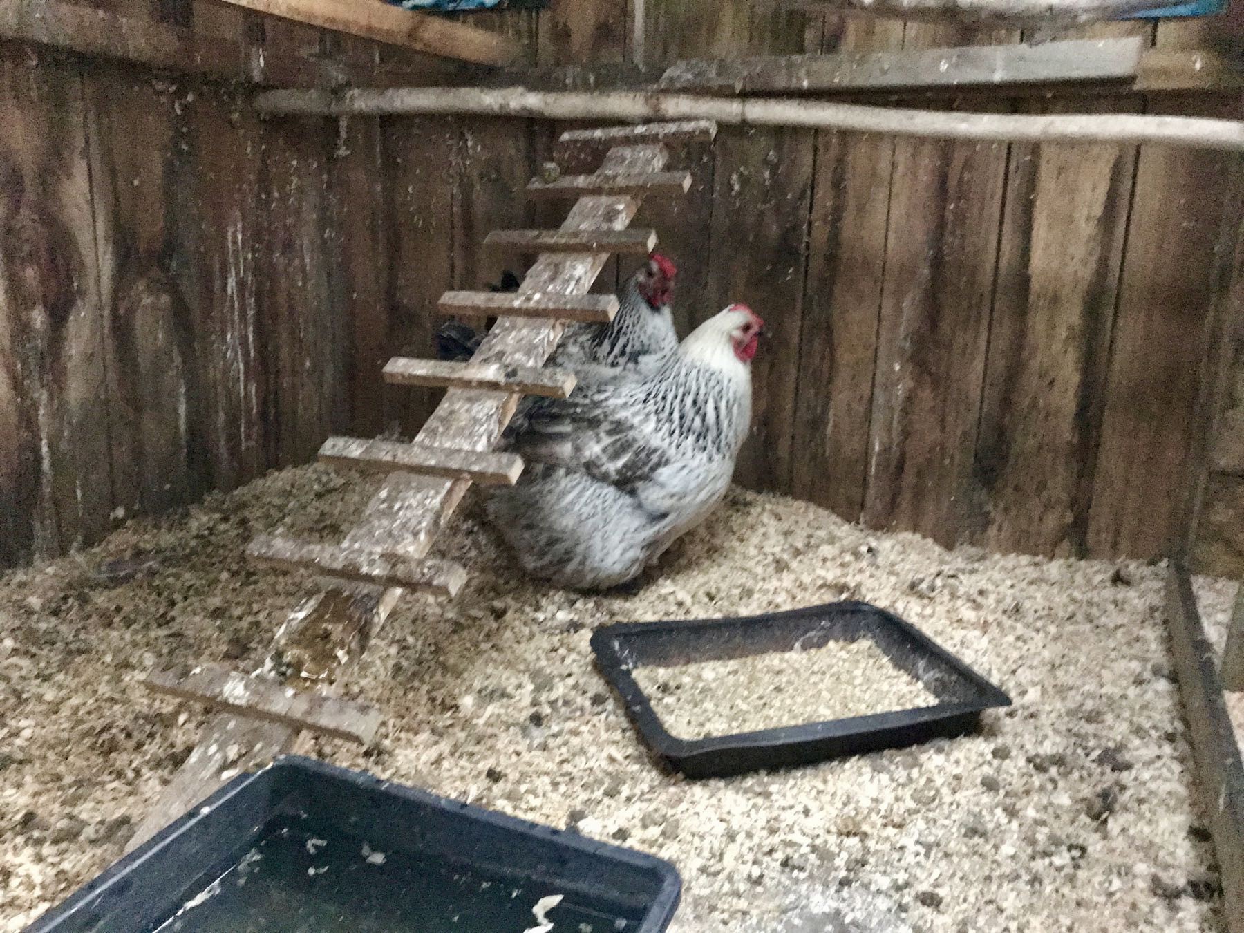 Two chooks on the floor of the hen house. 