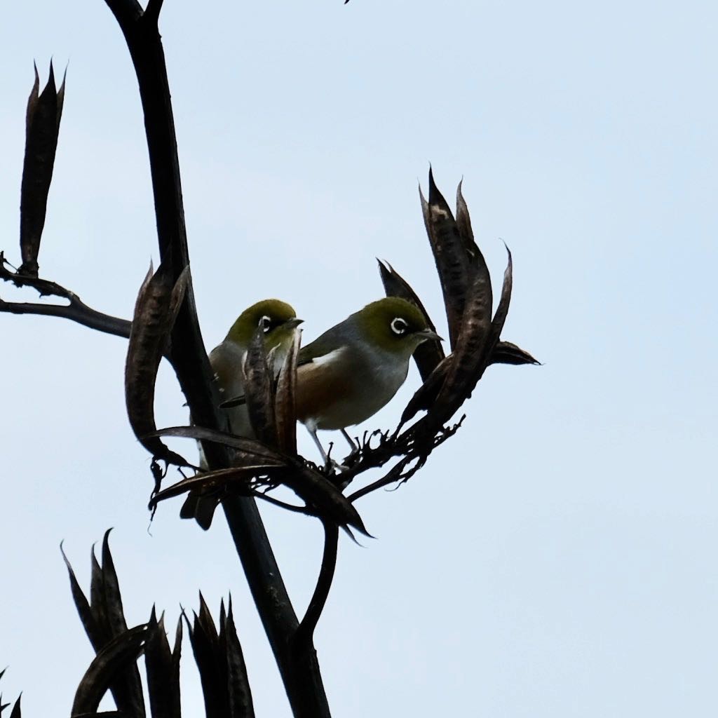 Another view: Two tiny birds with white rings round the eyes, on a flax spear. 