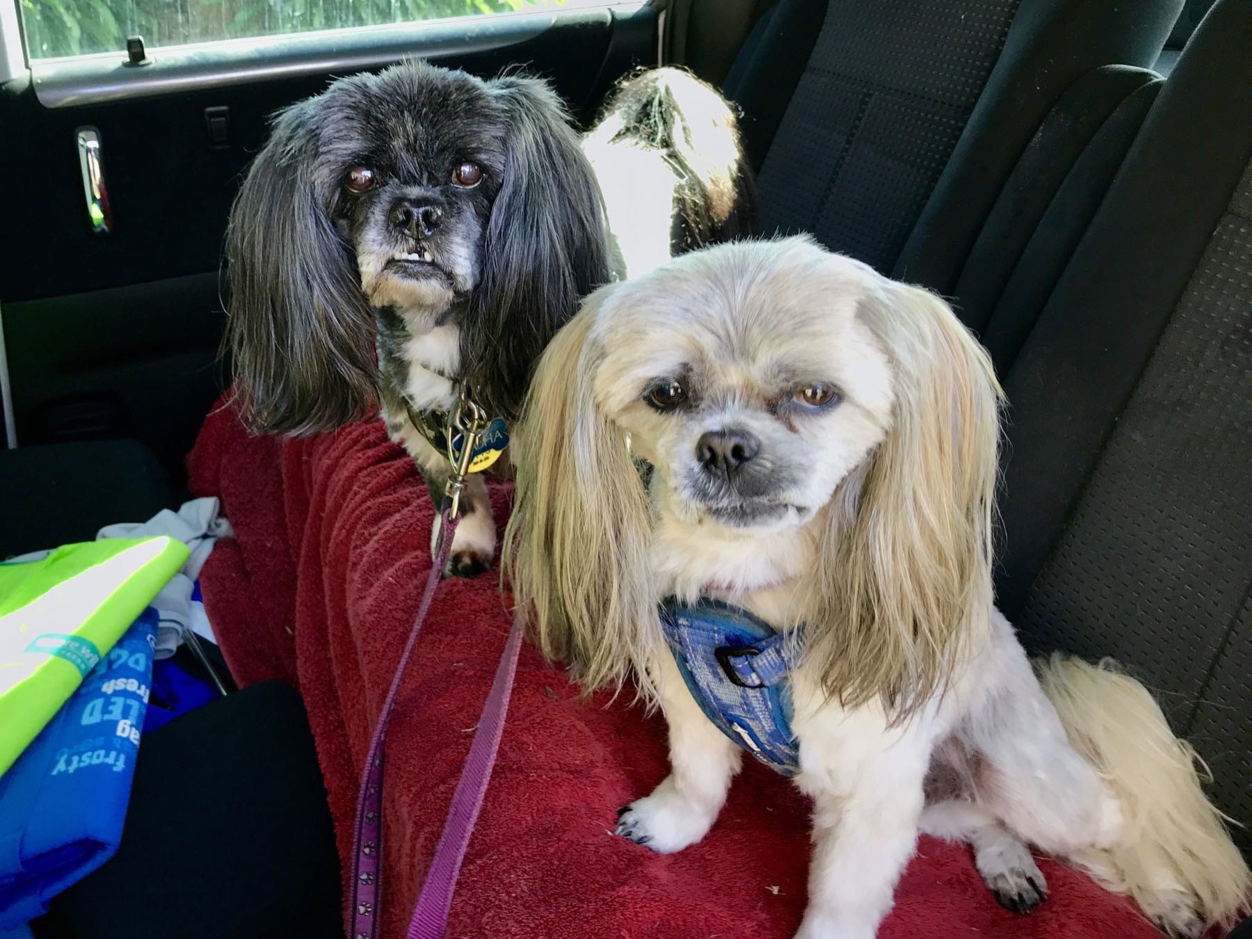 Two small well-groomed dogs in a car. 