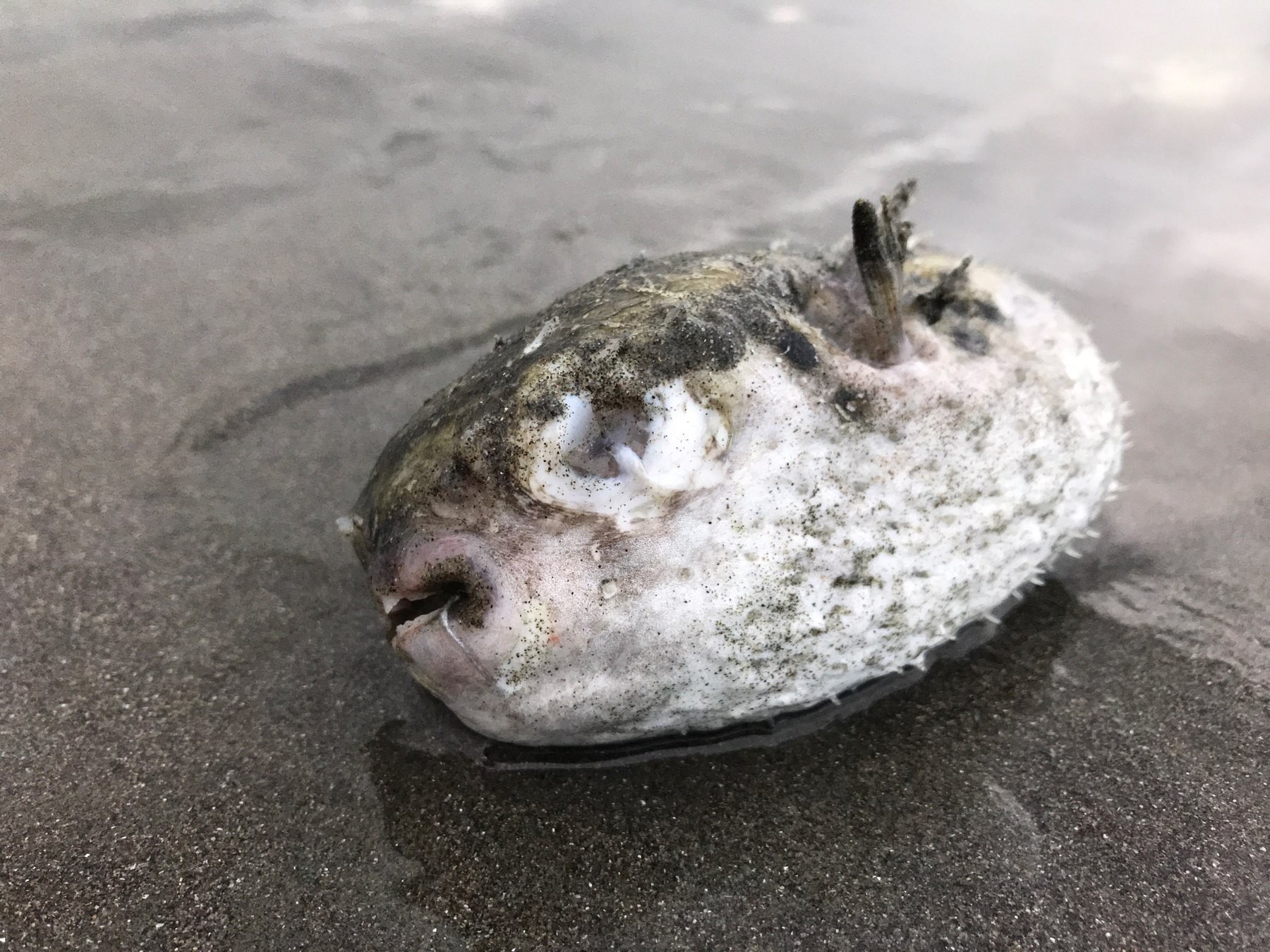 Small, white, sandy, prickly, balloon-like fish. 