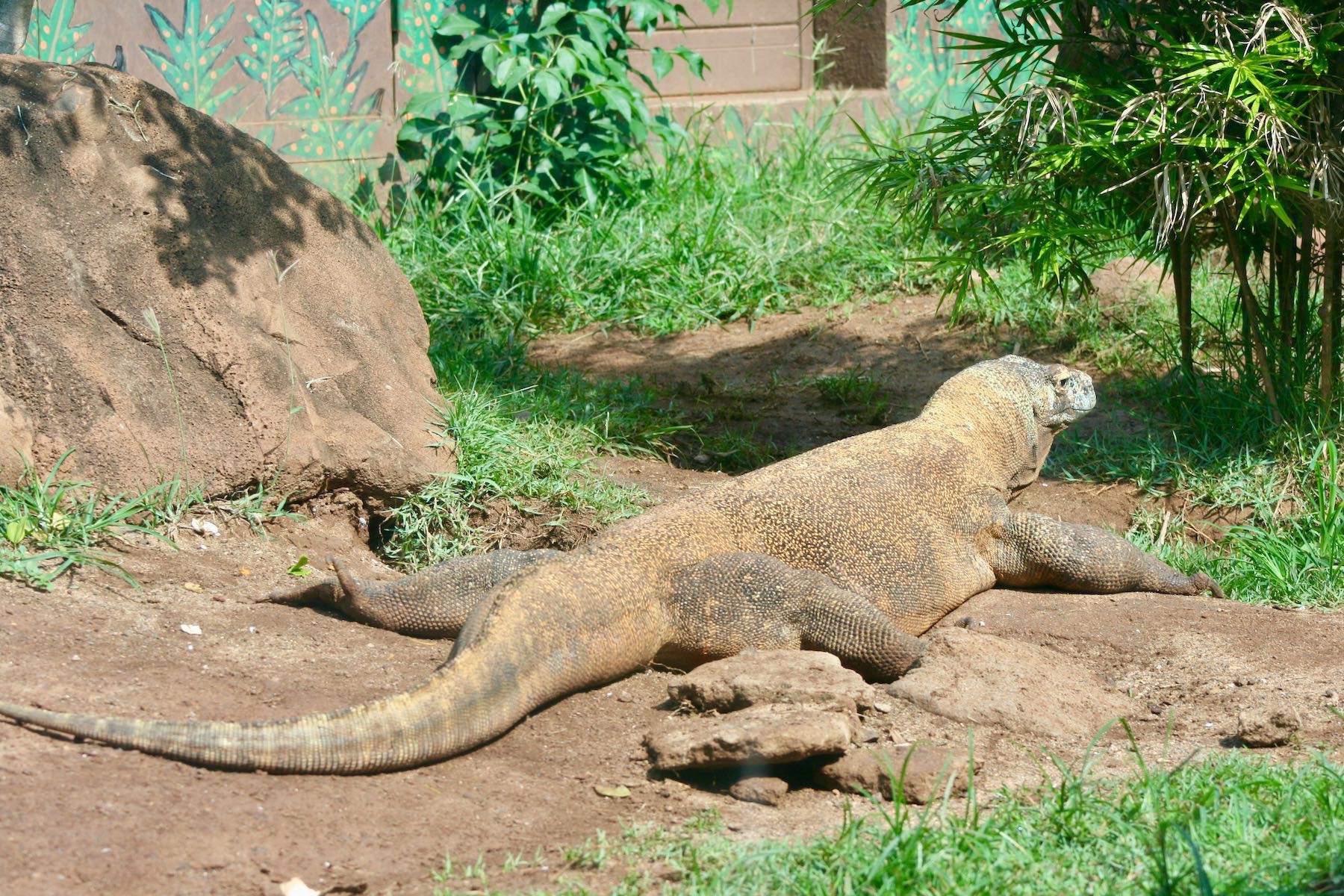 Komodo Dragon. 