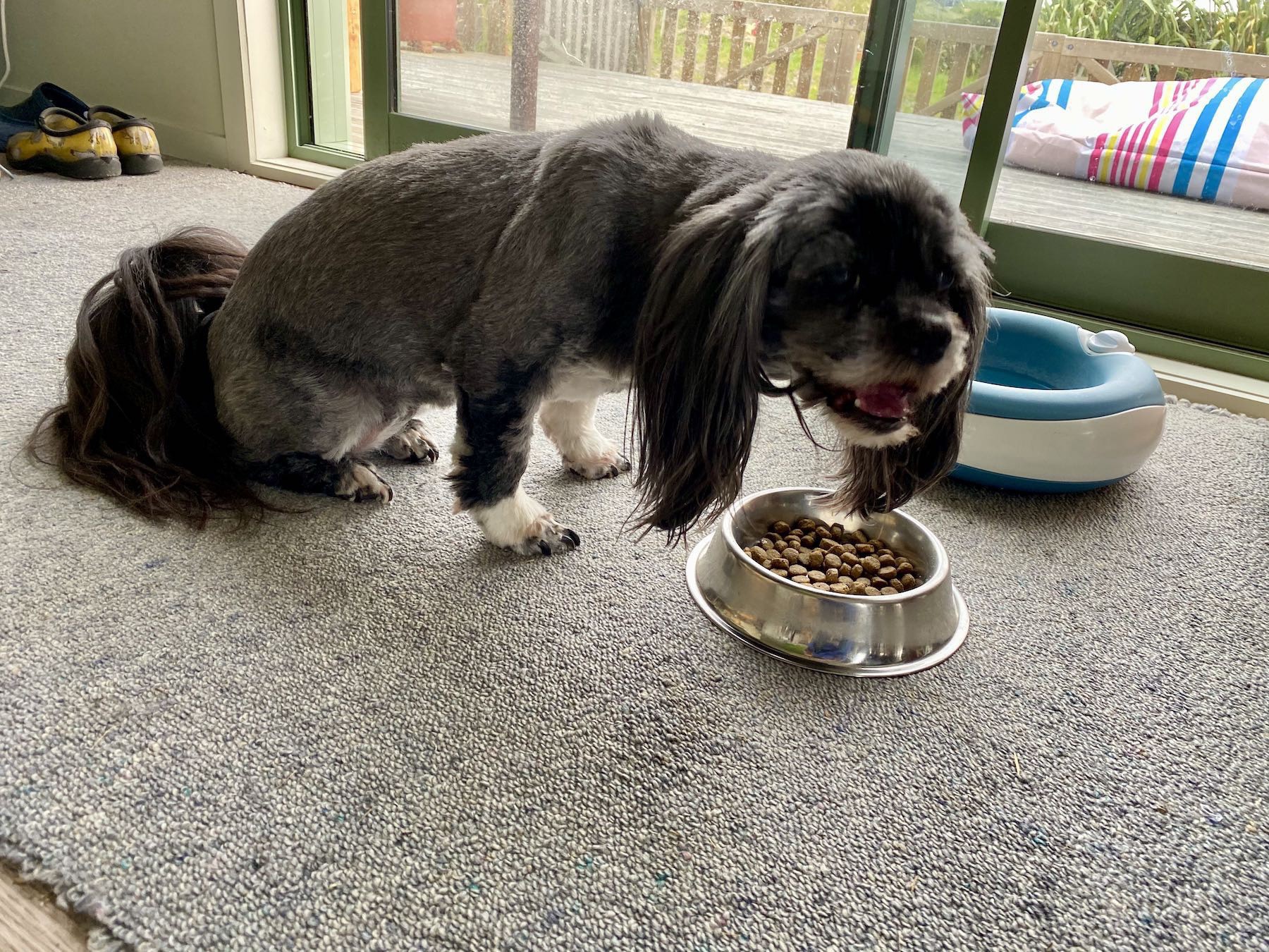 Small black dog crouched over a bowl of biscuits, eating some. 