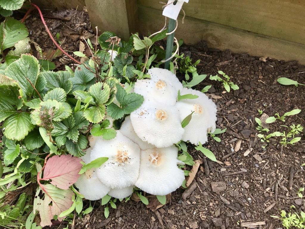 Several white fungi amongst green leaves, now flattened. 